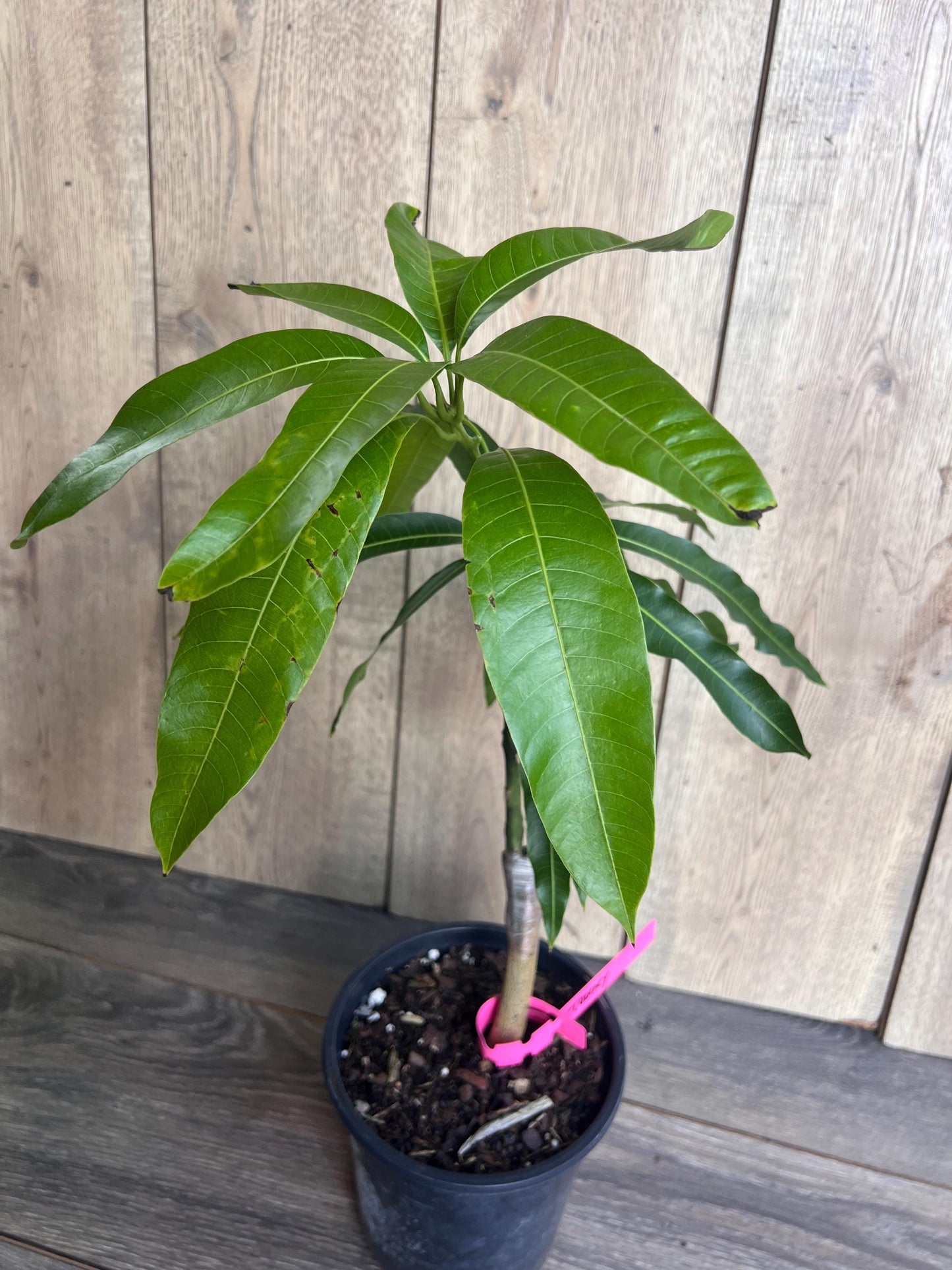 Tommy Atkins Mango Tree. grafted in 1/2 gallon pot
