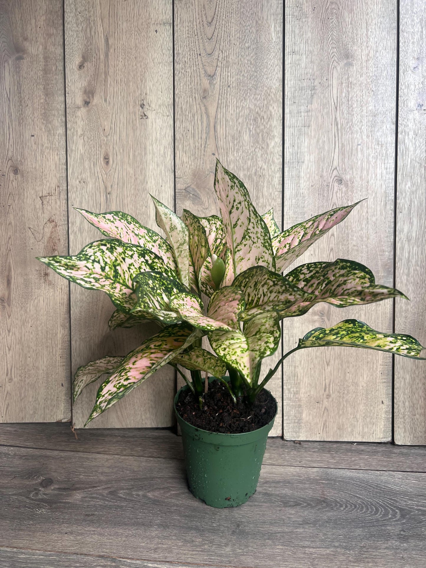 Etta Rose Aglaonema in 6" Pot, Rare Chinese evergreen