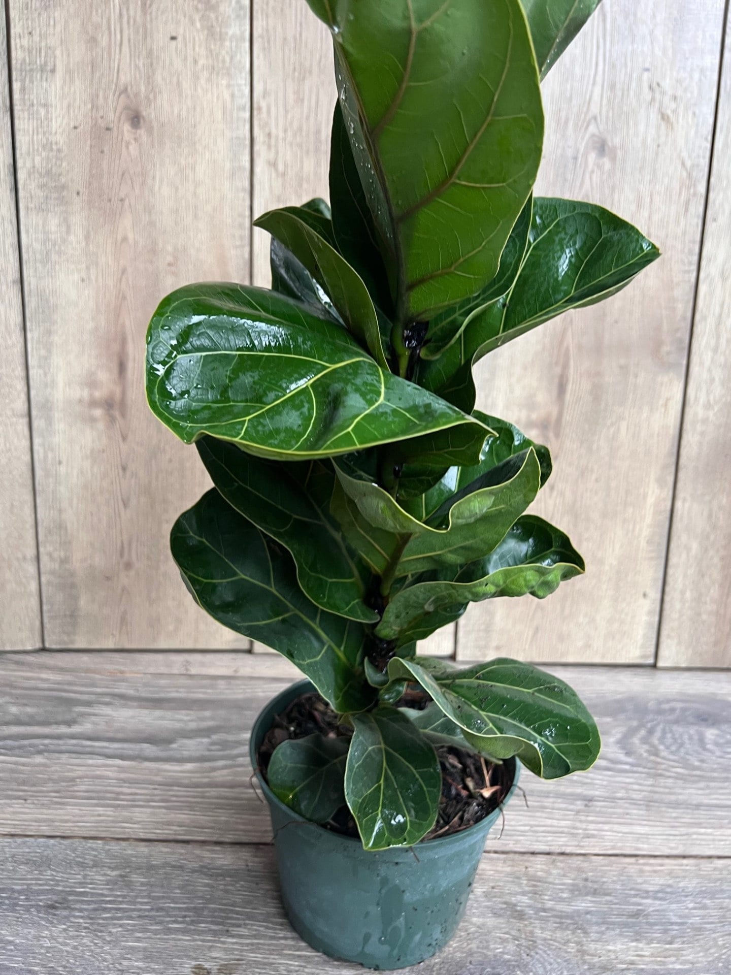 Ficus Lyrata Bambino in 6" pot