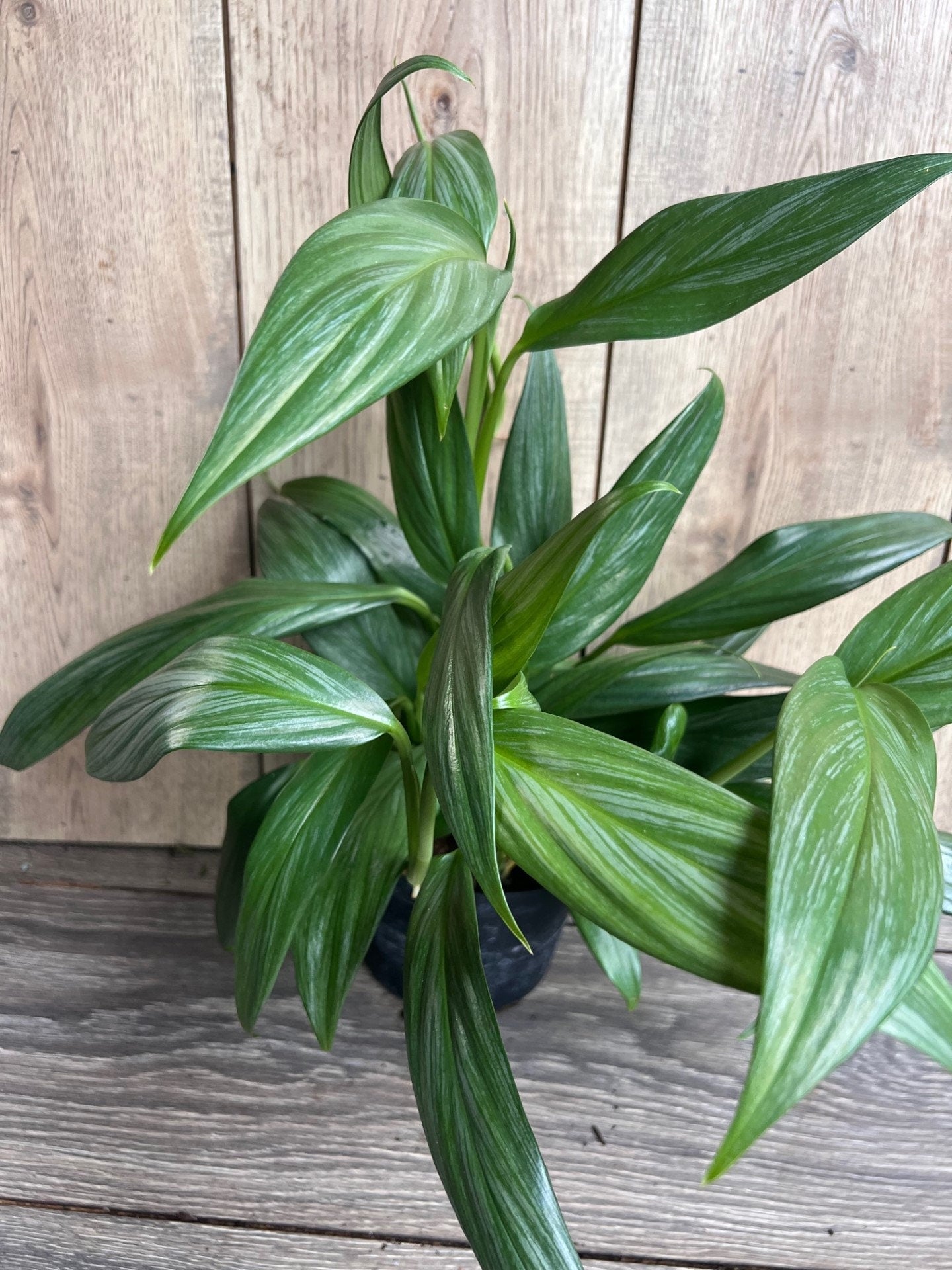 Epipremnum Amplissimum Silver in 6" Pot