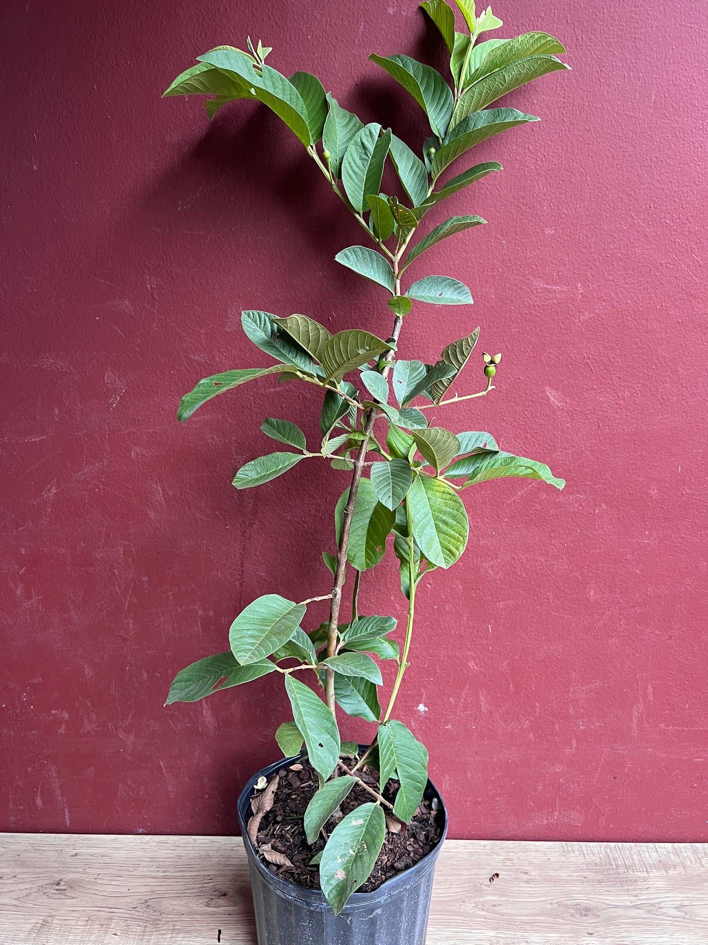 Thai Guava, in 10" Pot, Jambu Batu, Psidium guajava, Ferang, White Guava tree, No Ship to CA and HI