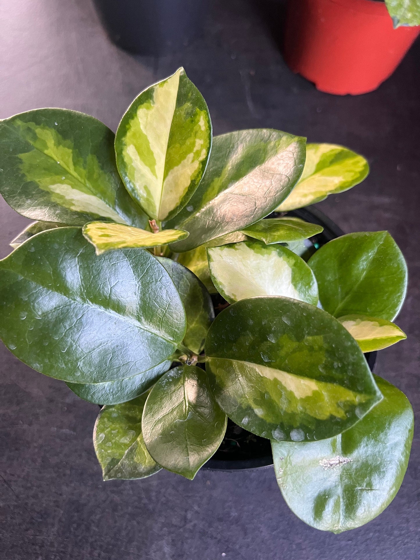 Hoya Australis Lisa in 6"Pot