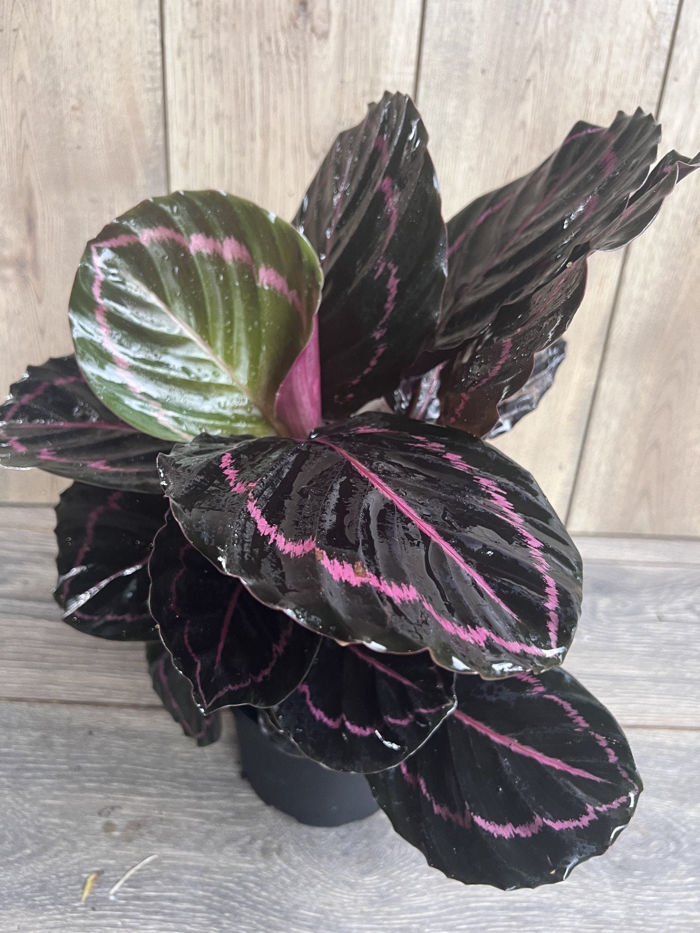 Calathea Dottie in 6" Pot, prayer plant