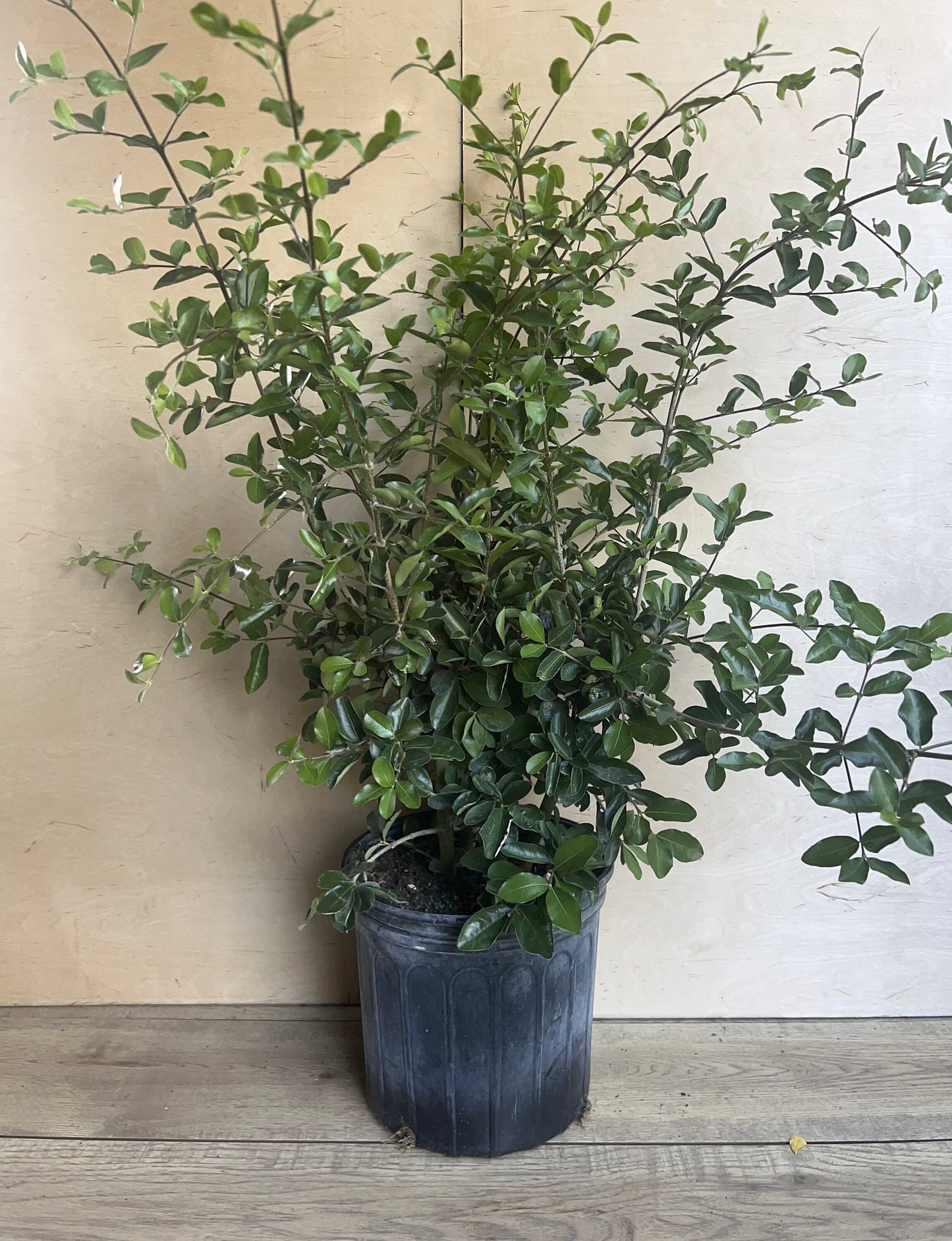 Acerola Cherry, Barbados Cherry Plant in 10" Pot, No Ship to CA and HI