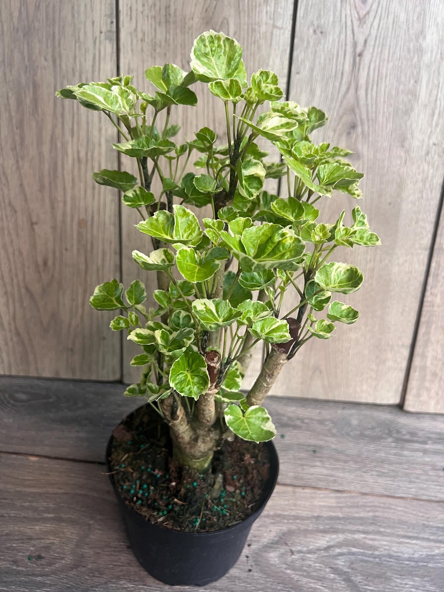 Aralia Balfour Variegated in 6" Pot, Bonsai Tree, Live Indoor & Outdoor Tropical Houseplant, Home and Office Decor