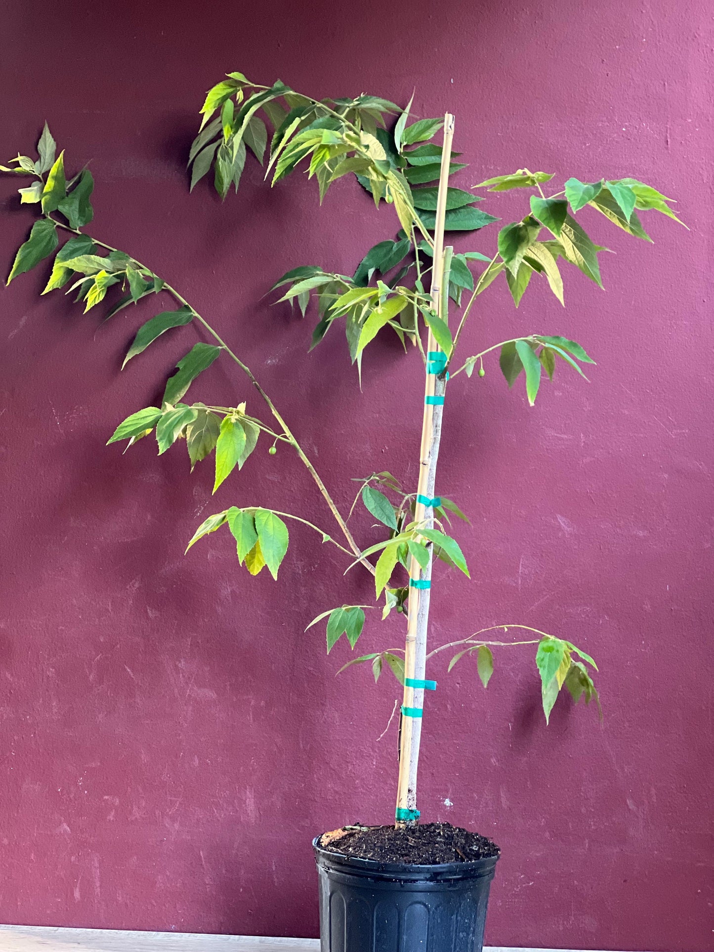 Muntingia calabura ,Strawberry Tree in 10” Pot, Jamaican Strawberry, Kersen