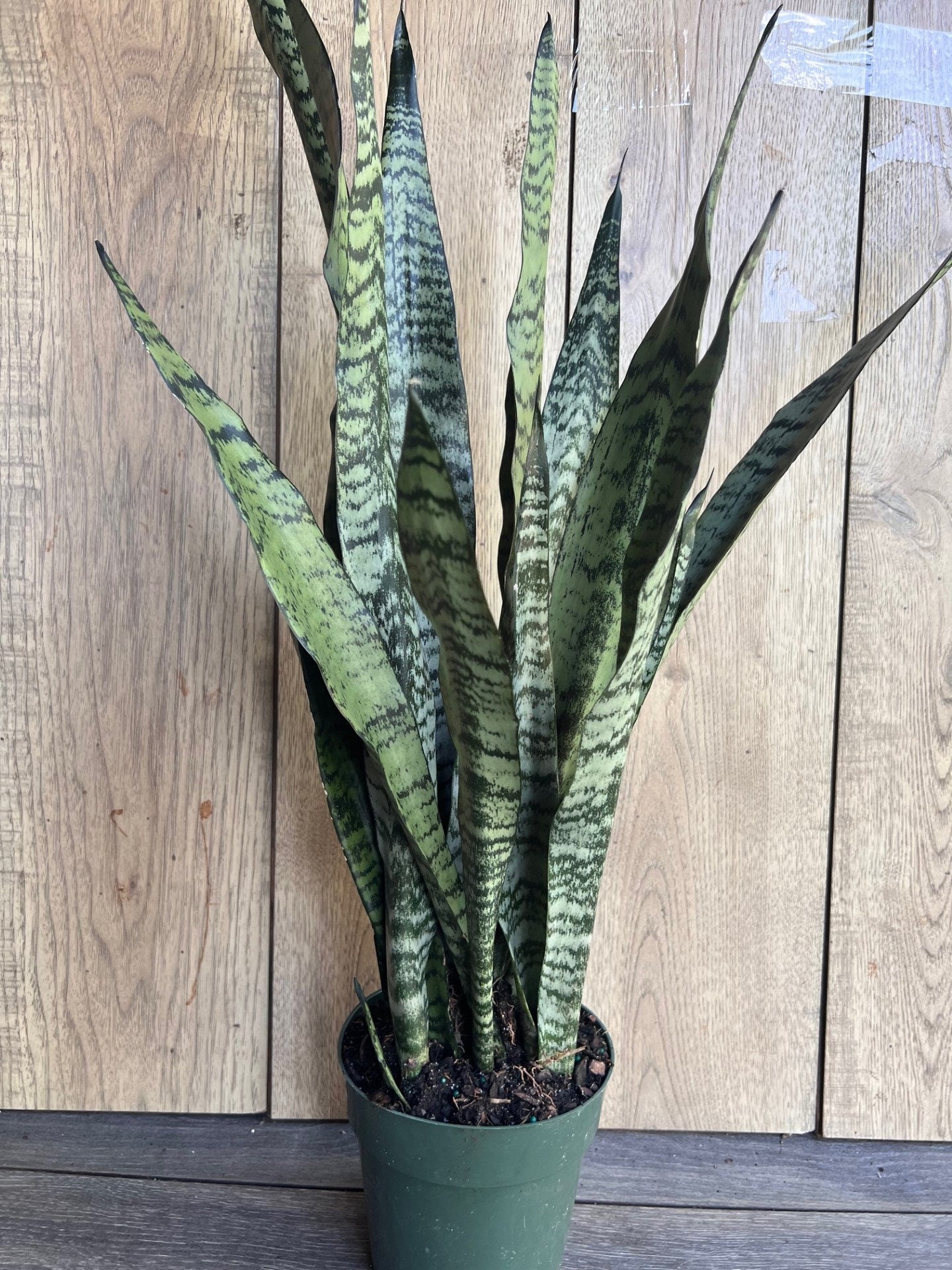 snake plant 6 inch pot Sansevieria Zeylanica, in 6" pot, snake plant – The Nodes
