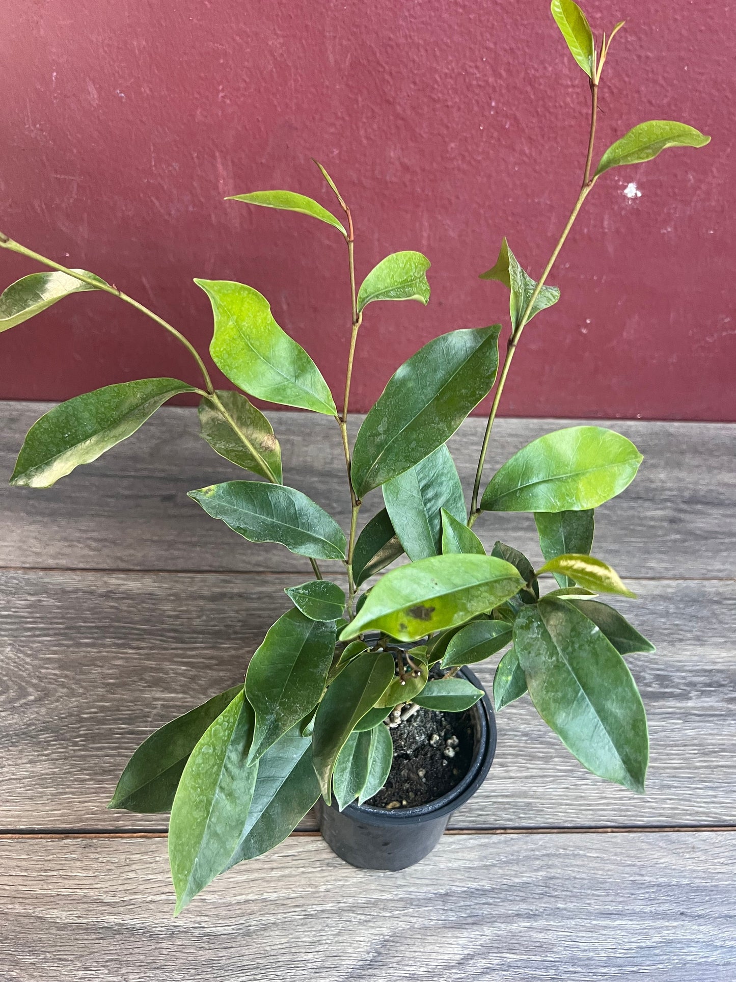 Magnolia figo, Michelia figo – Banana shrub in 4" Pot