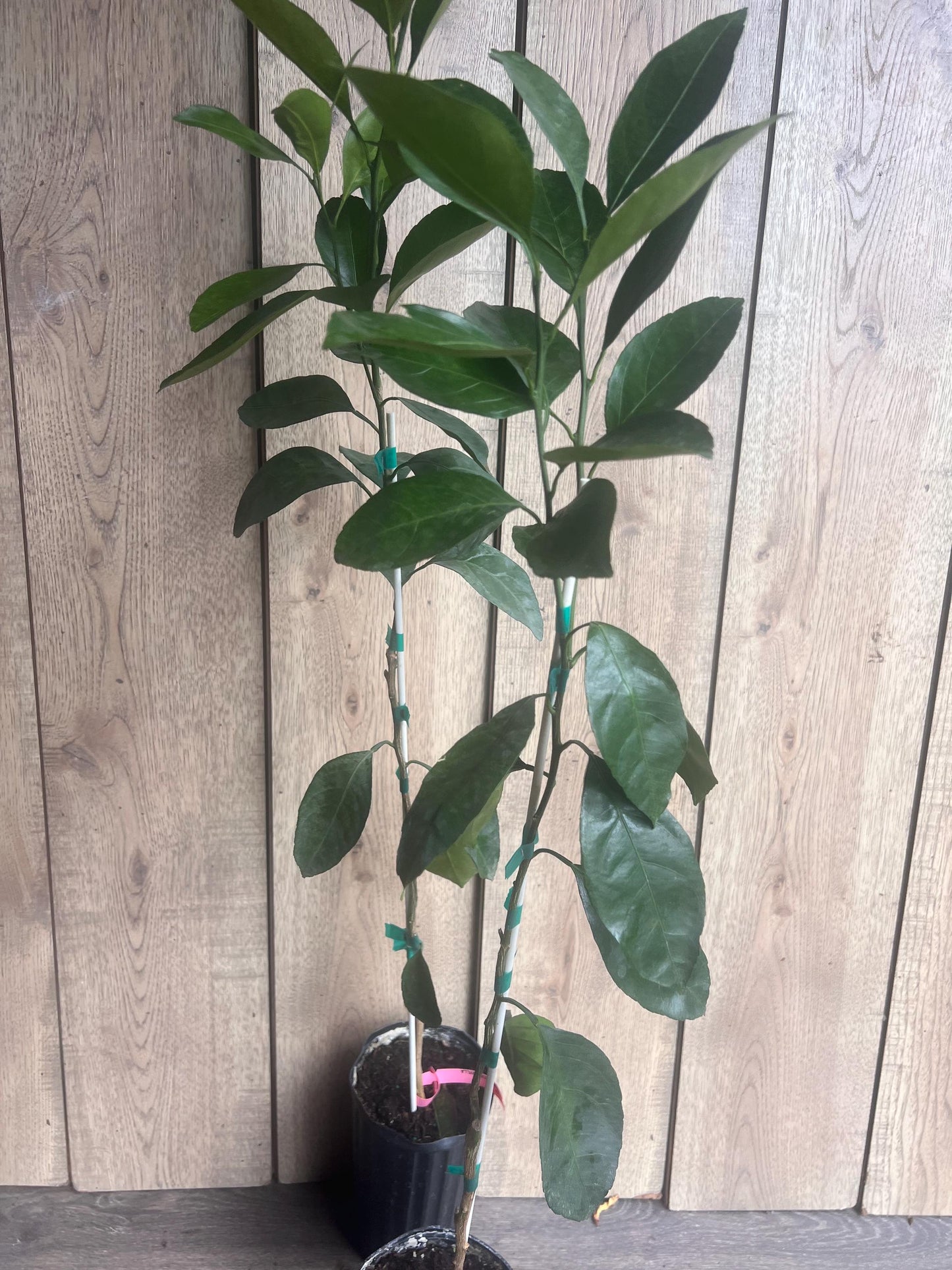Owari Tangerine Tree in half Gallon Pot, Grafted, Cold Hardy, Florida Shipping Only