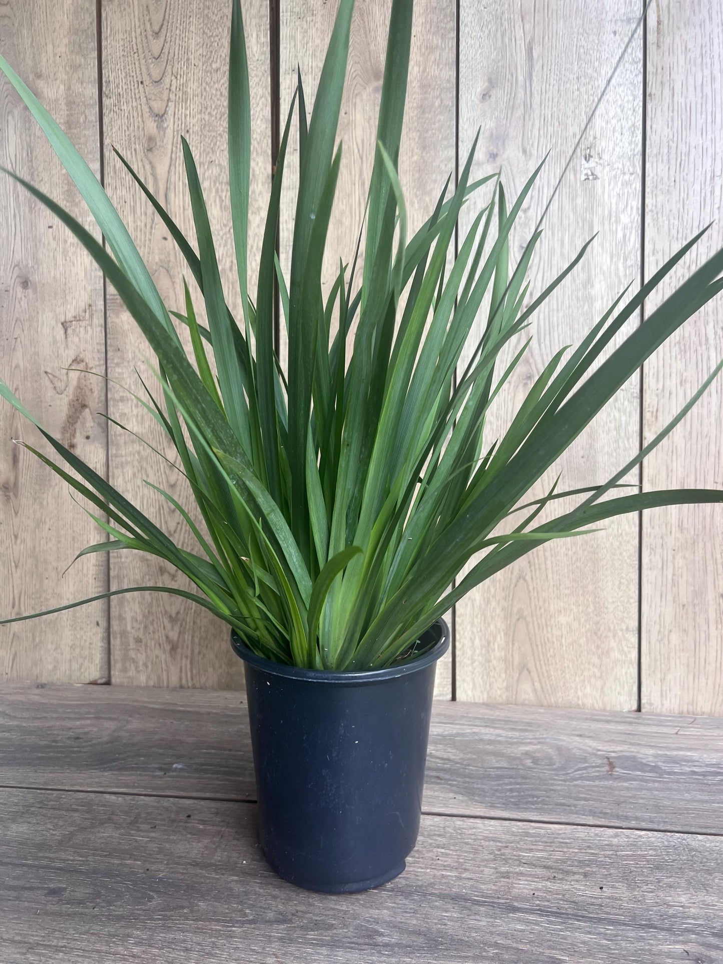 White African Iris, Dietes Iridioides, Fortnight Lily, African Iris White in 6" Pot