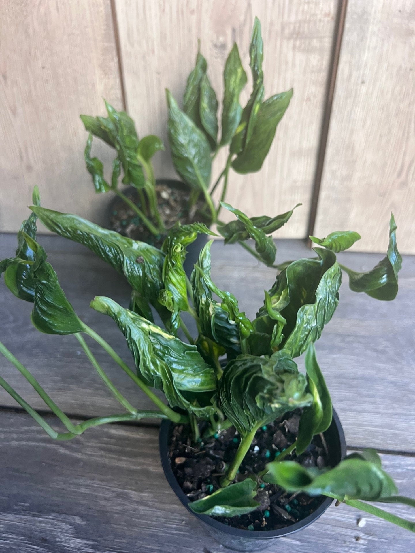 Epipremnum Aureum 'Shangri La' in 4 inches pot