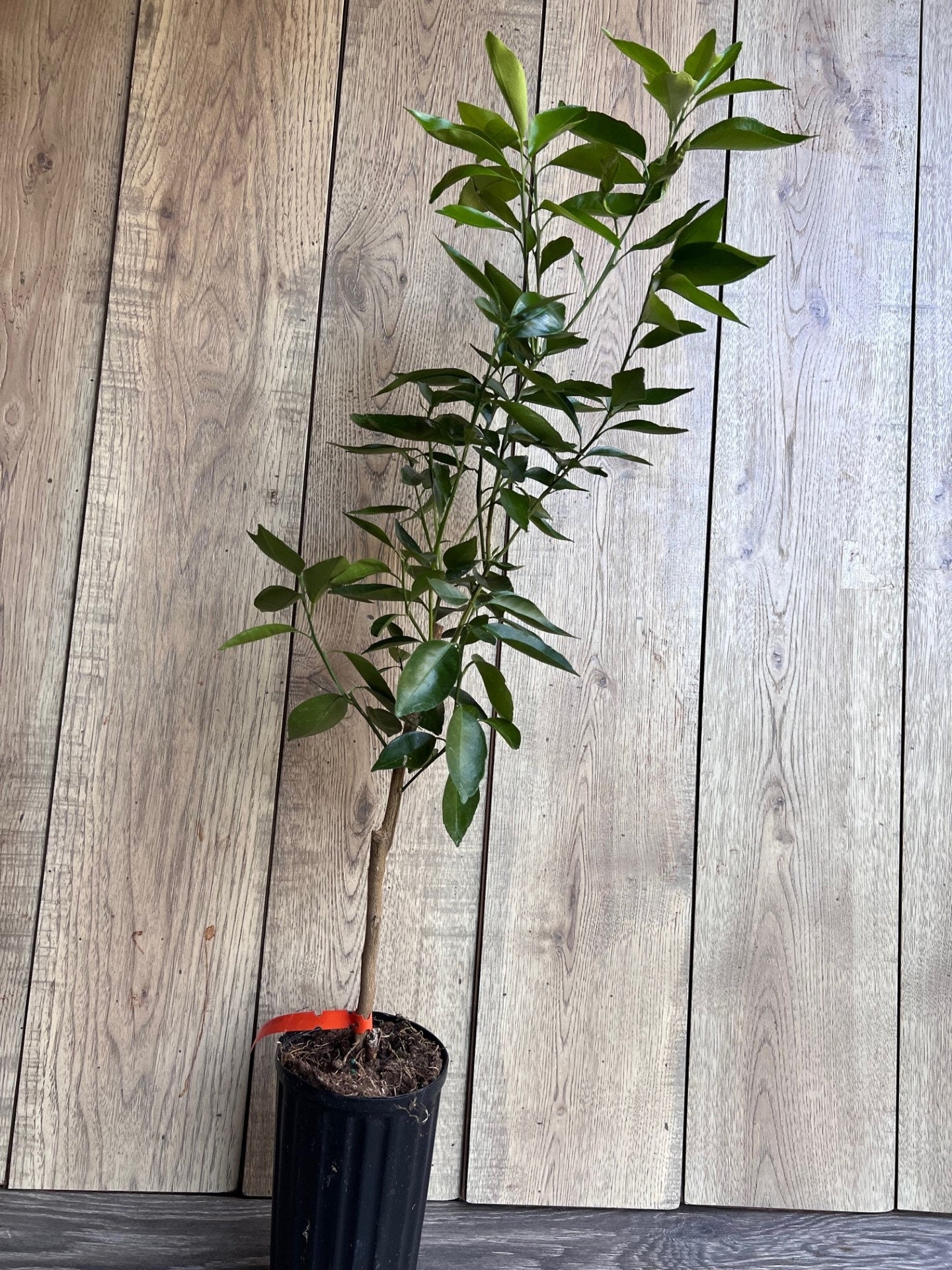 Cara Cara Orange Tree in half Gallon Pot, Grafted. Florida Shipping Only
