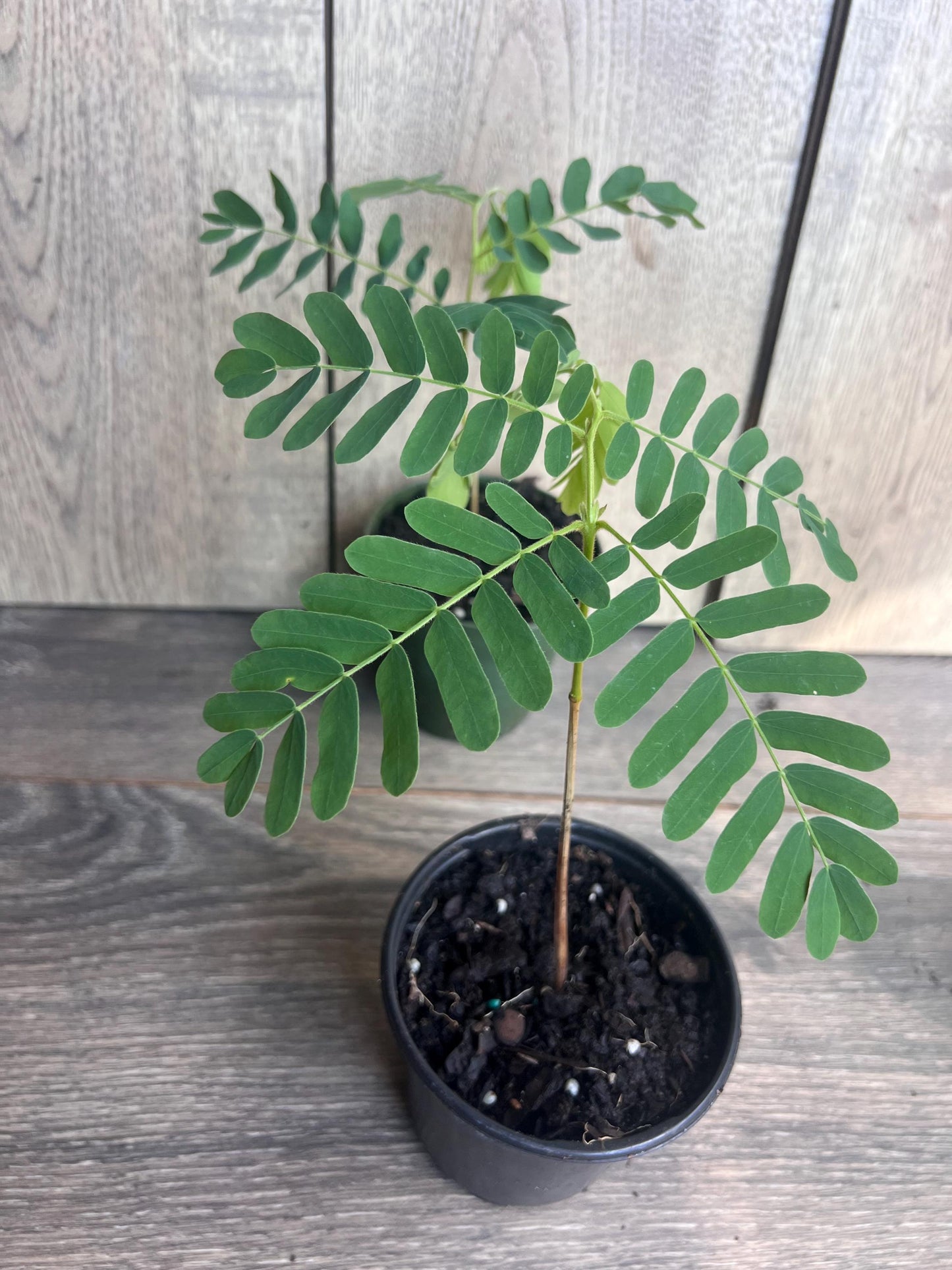 Tamarind tree, Tamarindus indica in 4" Pot, Pohon Asem