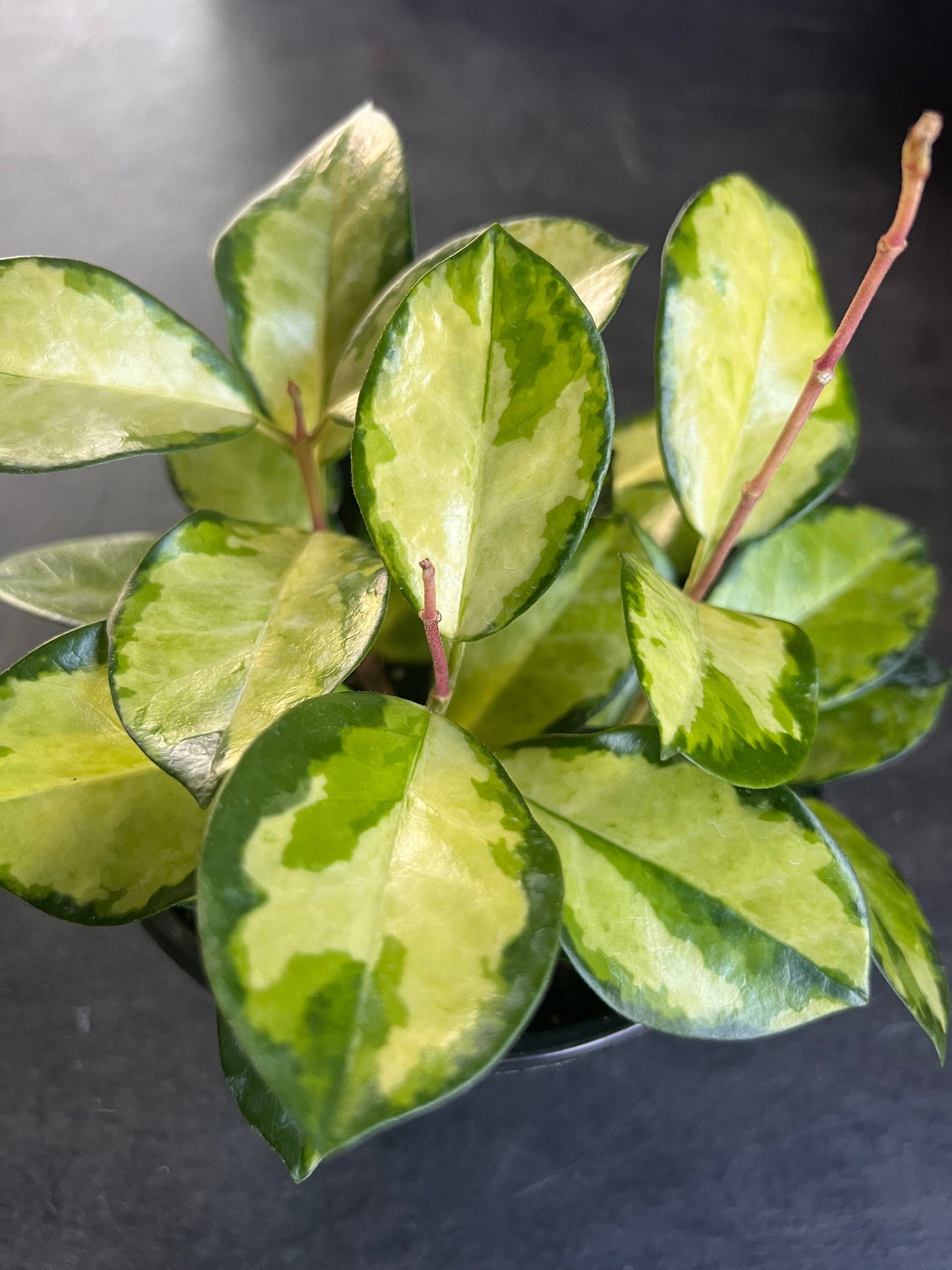 Hoya Australis Lisa in 6"Pot