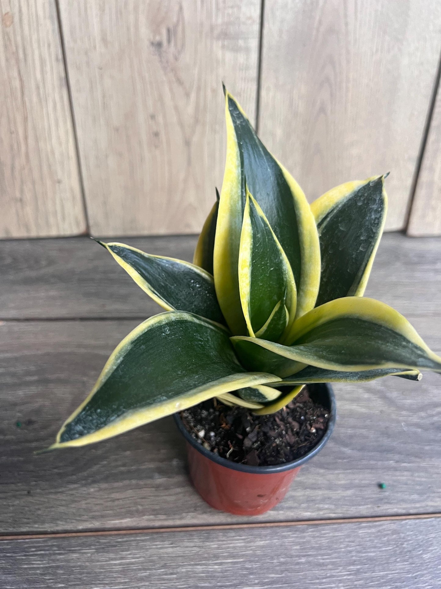 Sansevieria Jade Pagoda Hahnii in 4"pot, snake plant