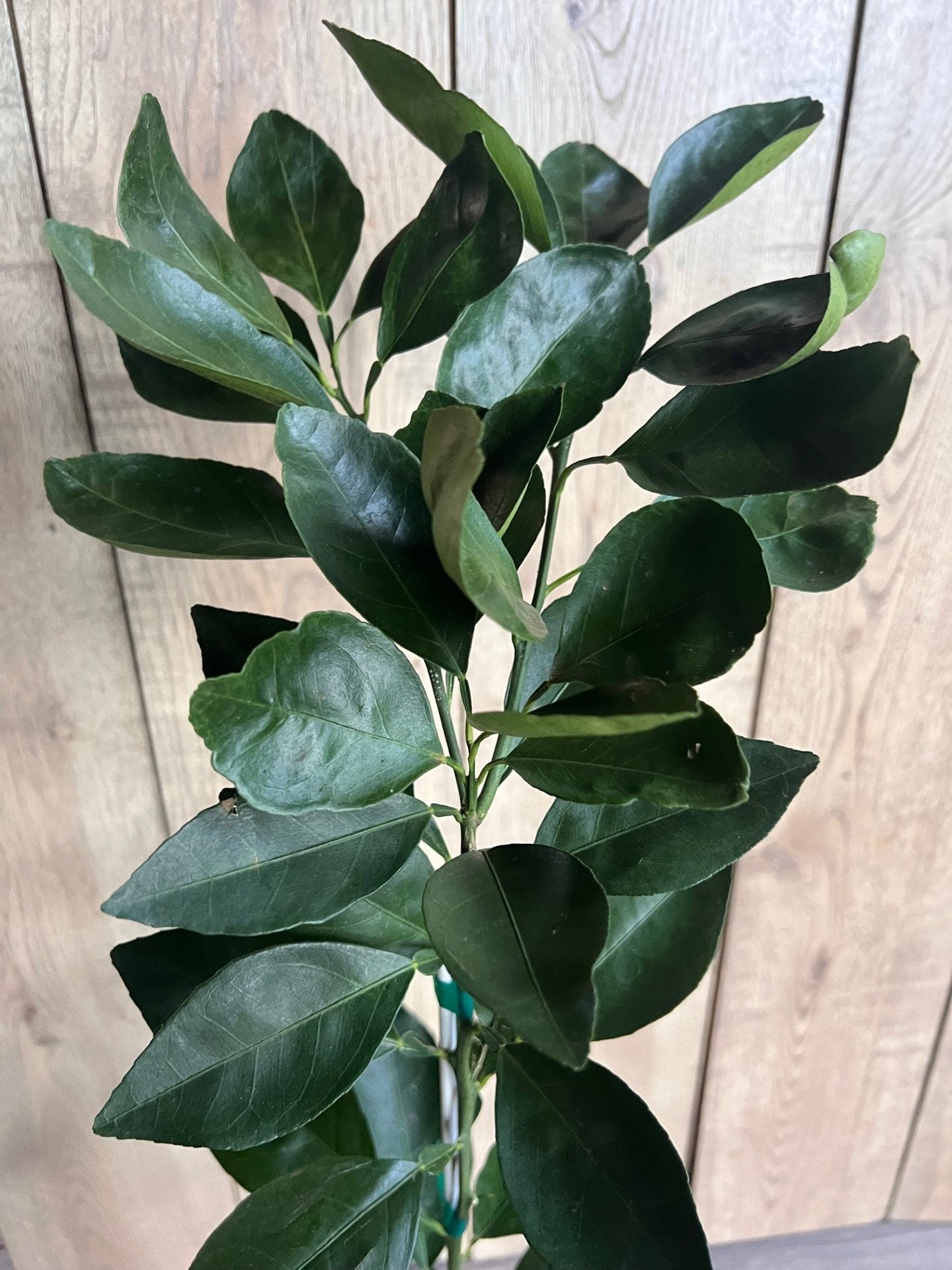 Shiranui Dekopon Mandarin Orange tree in Half Gallon Pot, Shiranui, Tangerine GRAFTED, Florida Shipping Only