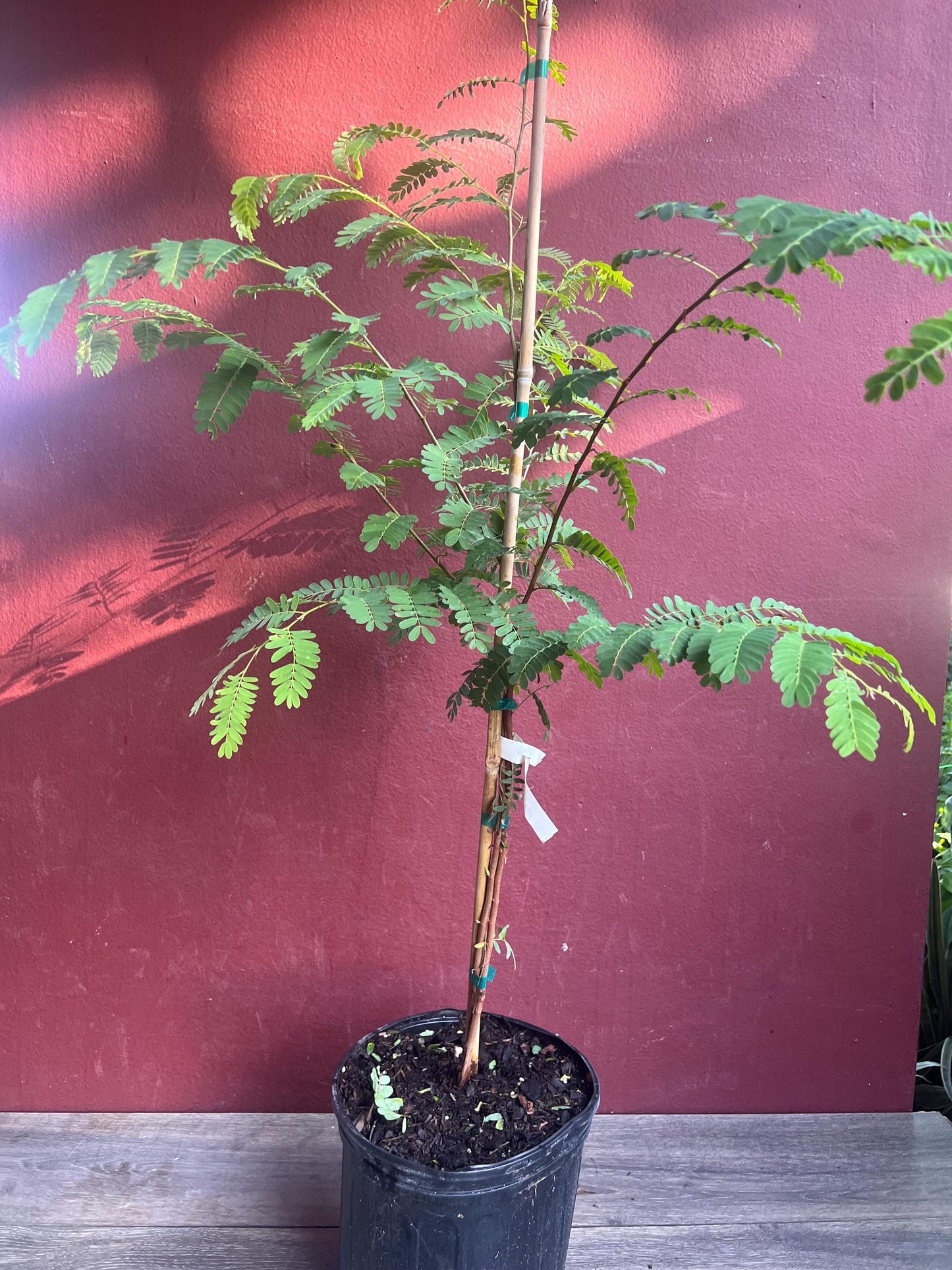 Tamarind tree, Tamarindus indica in 3 gallon Pot, Pohon Asem