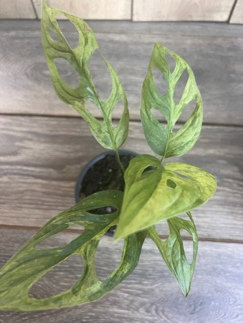 Variegated Monstera Adansonii mint , in 4"pot, rare plant