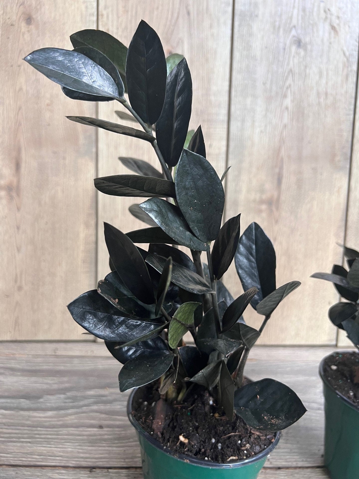Black Raven ZZ, dark zz plant 4" Pot, Zamioculcas zamiifolia raven