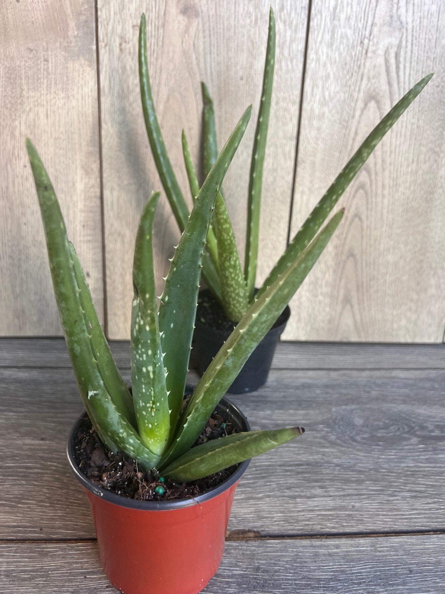 Aloe Vera Plant in 4" pot, house plant