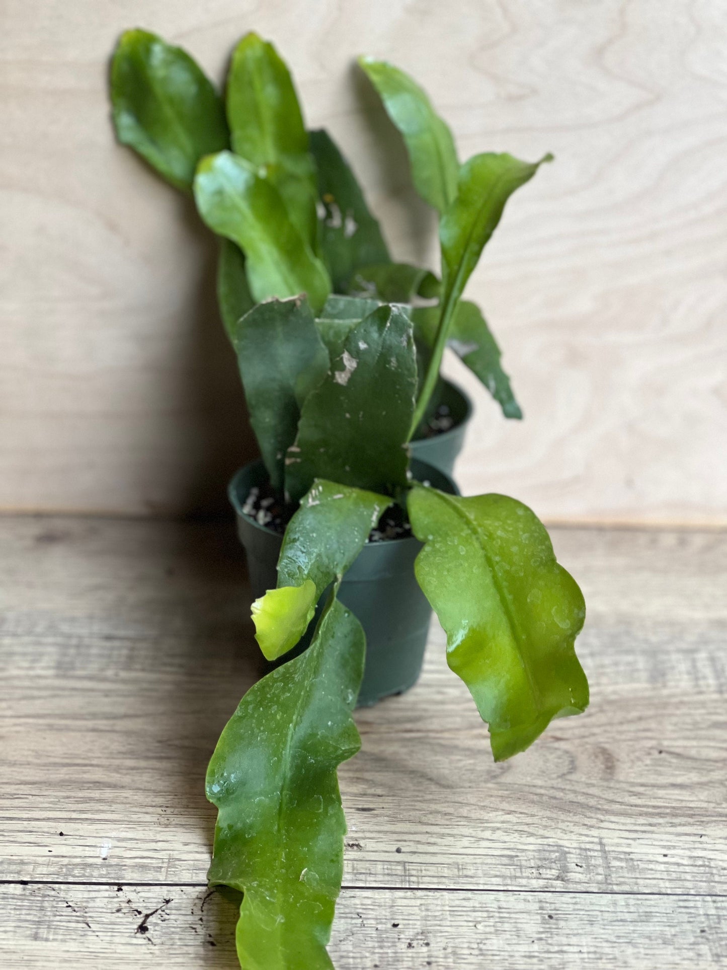 Epiphyllum oxypetalum , Night Blooming Cactus, orchid in 4" Pot, Queen of the night