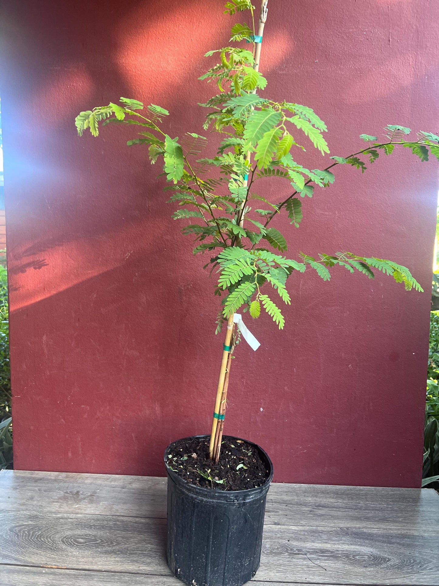 Tamarind tree, Tamarindus indica in 3 gallon Pot, Pohon Asem