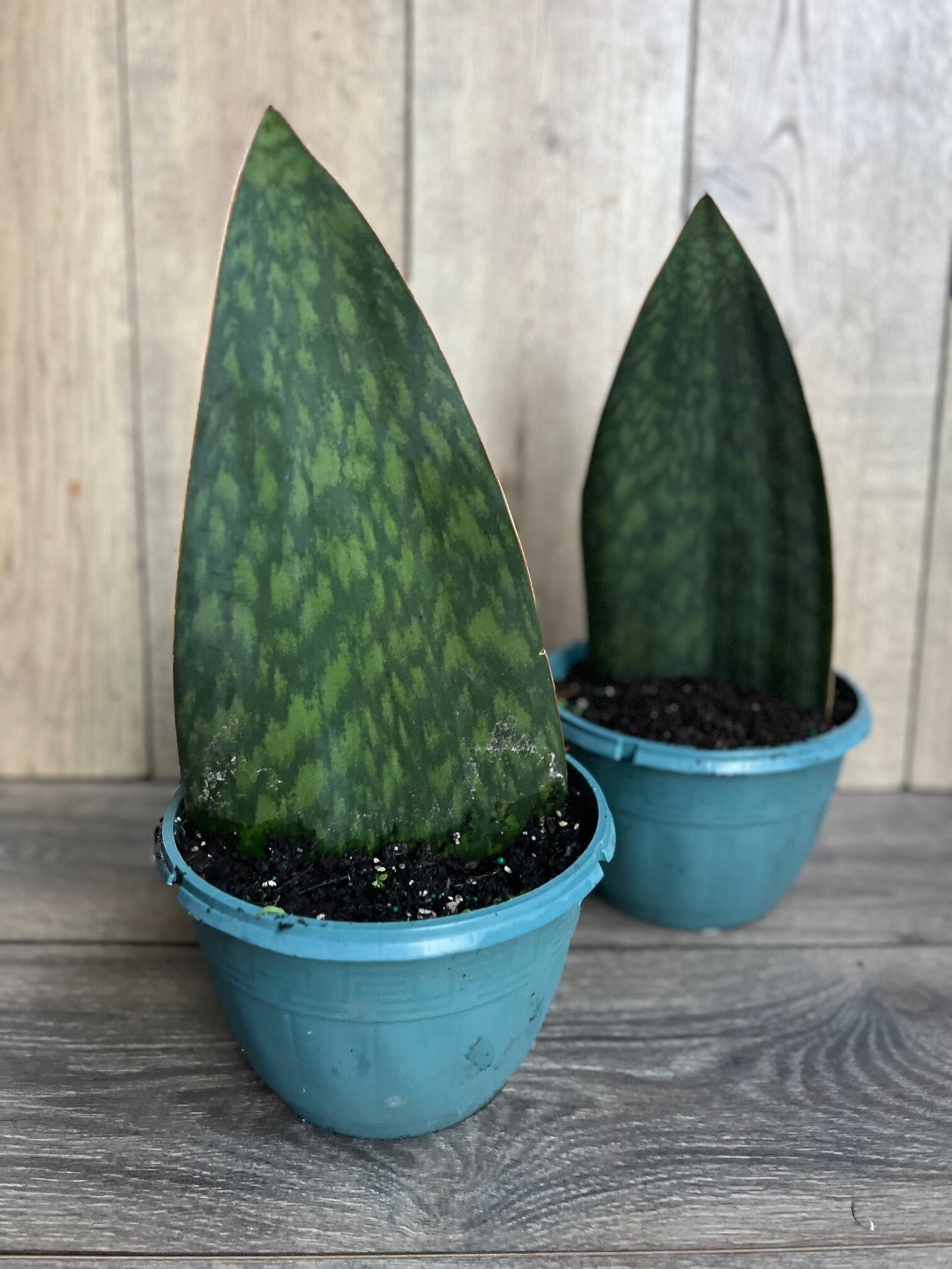 Sansevieria Masoniana, Sansevieria Whale Fin, Snake Plant in 8" Pot