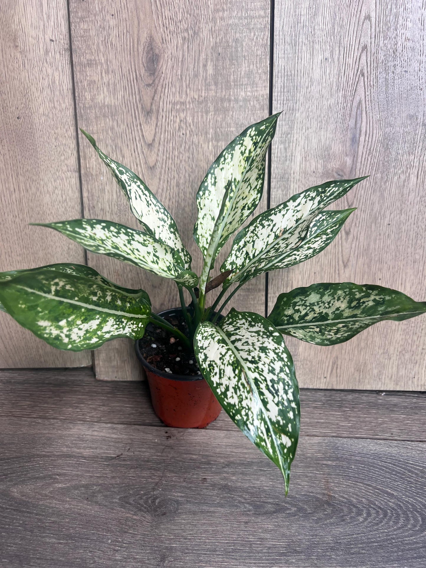 First Diamond Aglaonema in 4" Pot