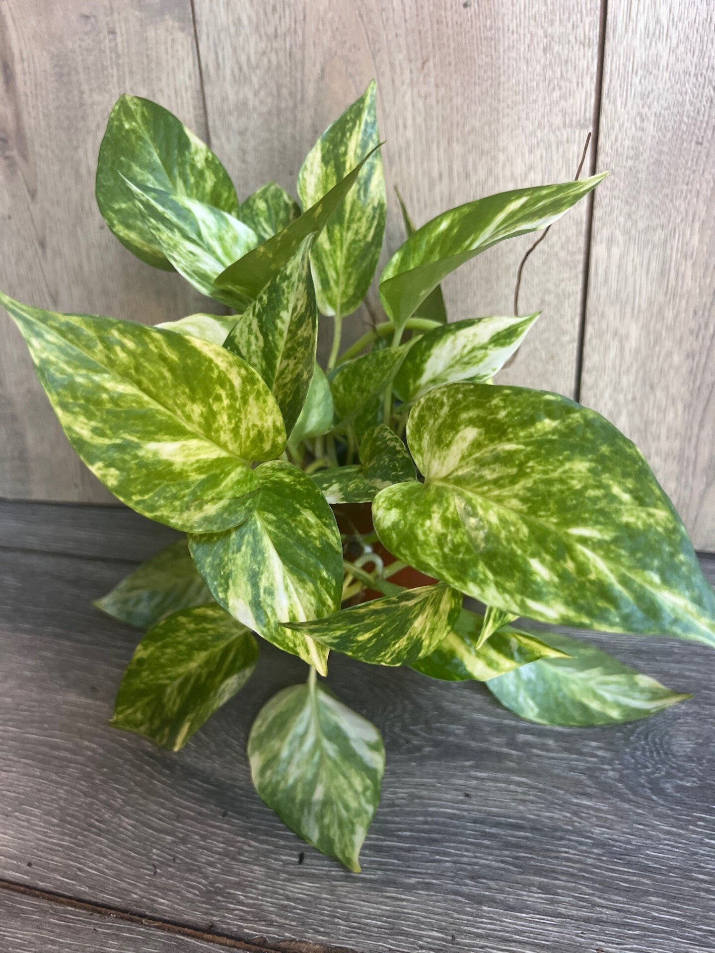 Golden Pothos in 4" Pot. Air purifying,, Live, Air purifyingHouse plant, Devil's Ivy Epipremnum Aureum