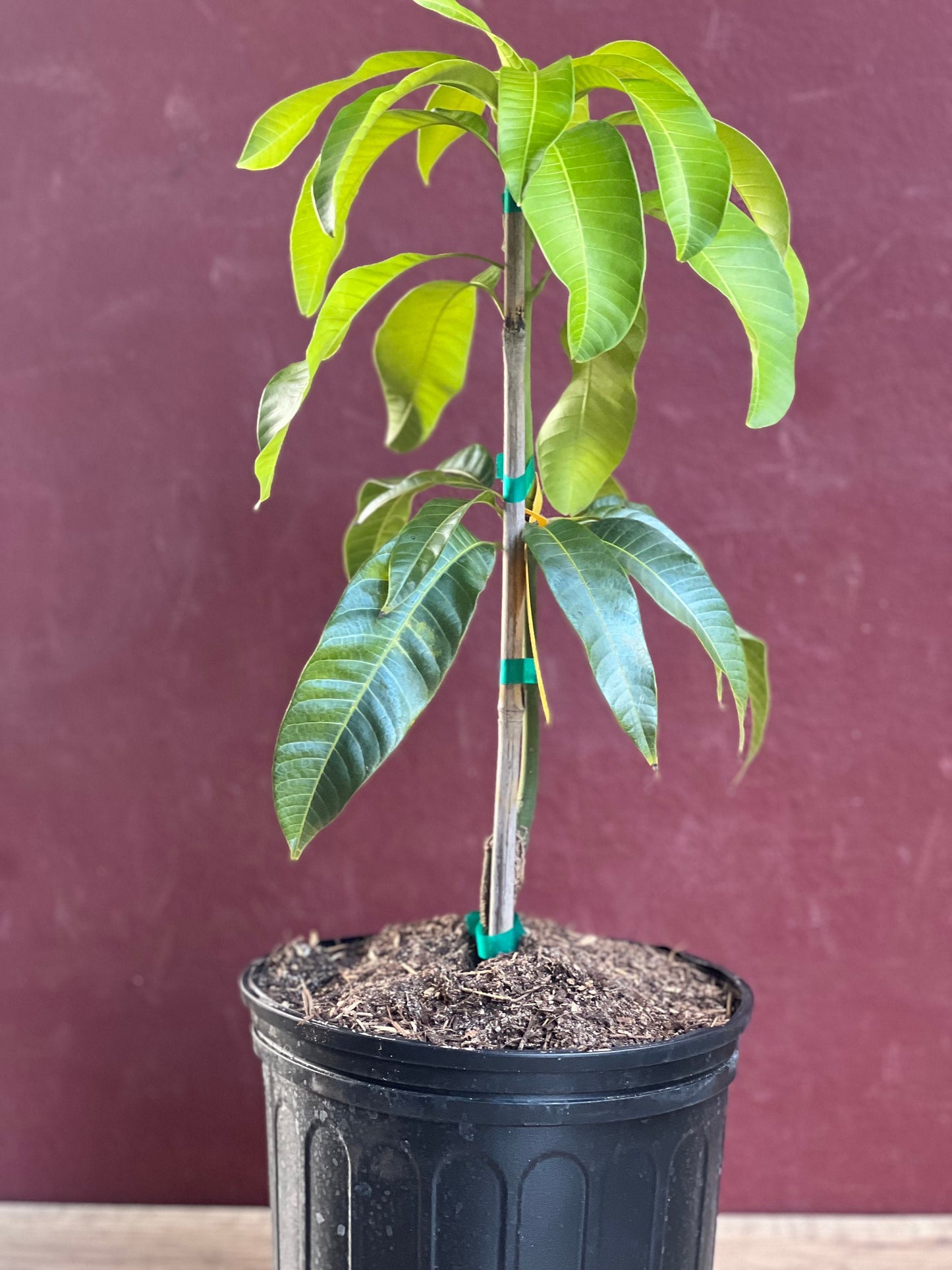 Karen Michelle Mango, grafted in 3 gallons pot, No Ship to CA and HI