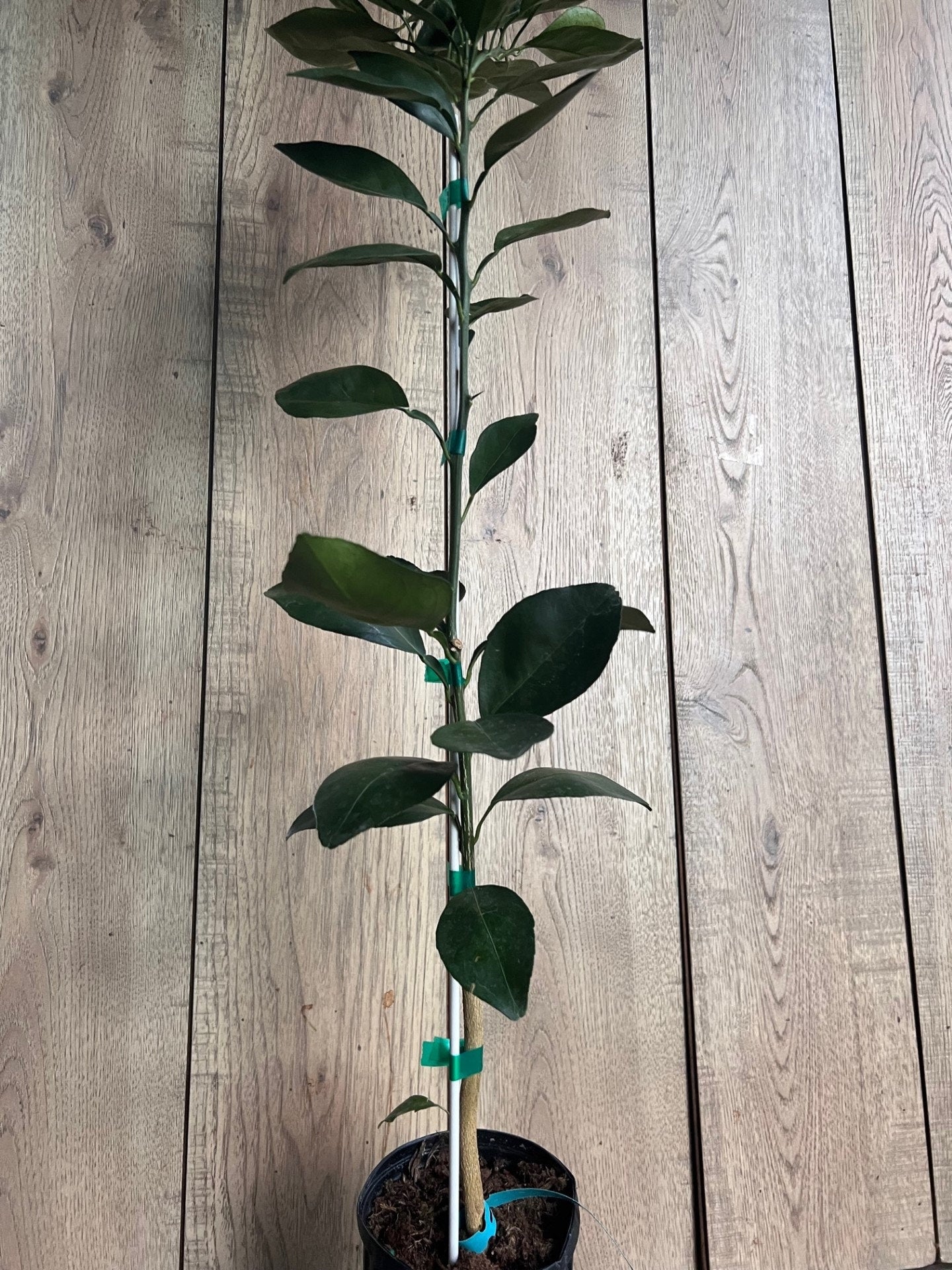 Shiranui Dekopon Mandarin Orange tree in Half Gallon Pot, Shiranui, Tangerine GRAFTED, Florida Shipping Only
