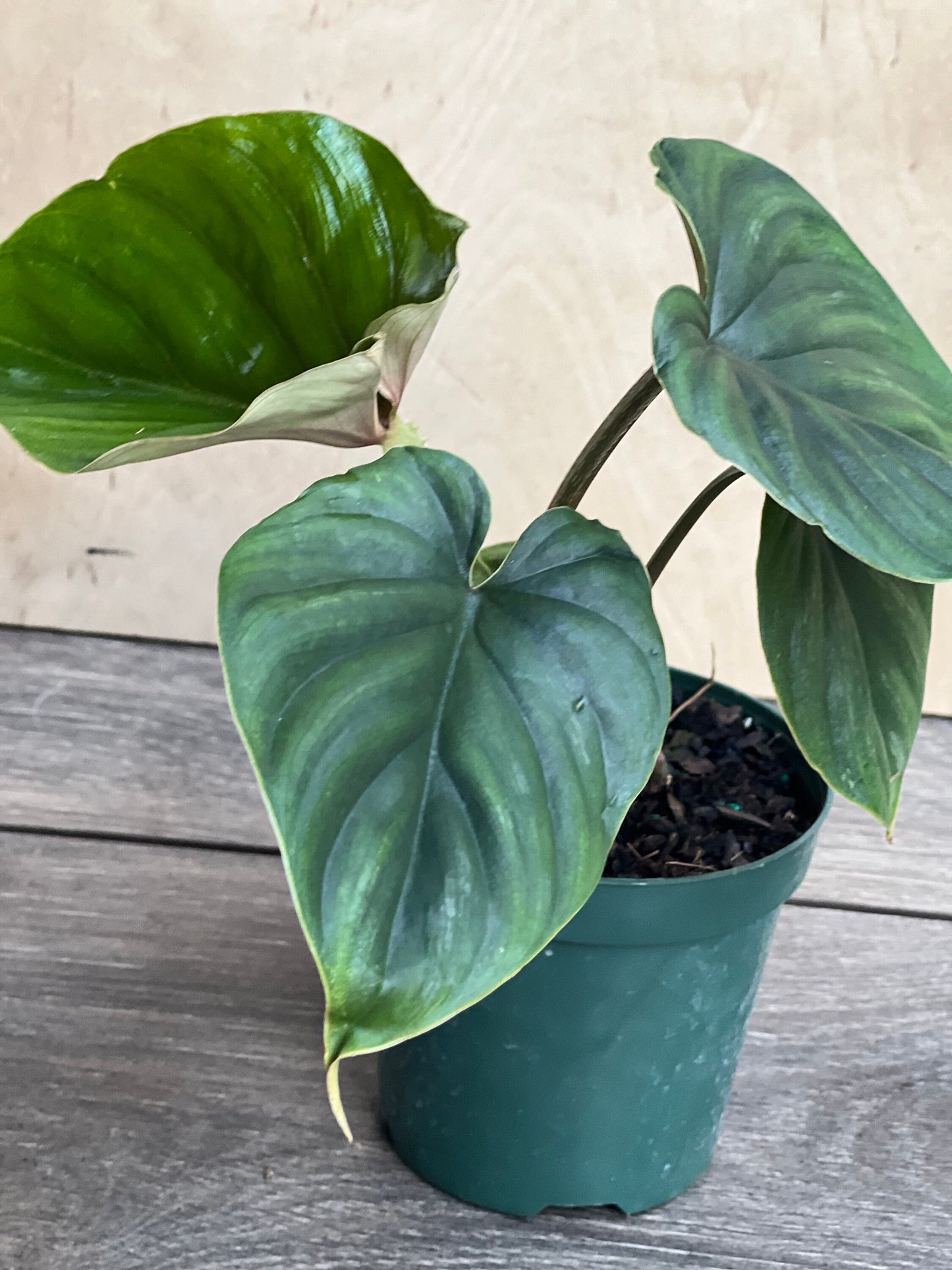 Philodendron Plowmanii in 4” Pot