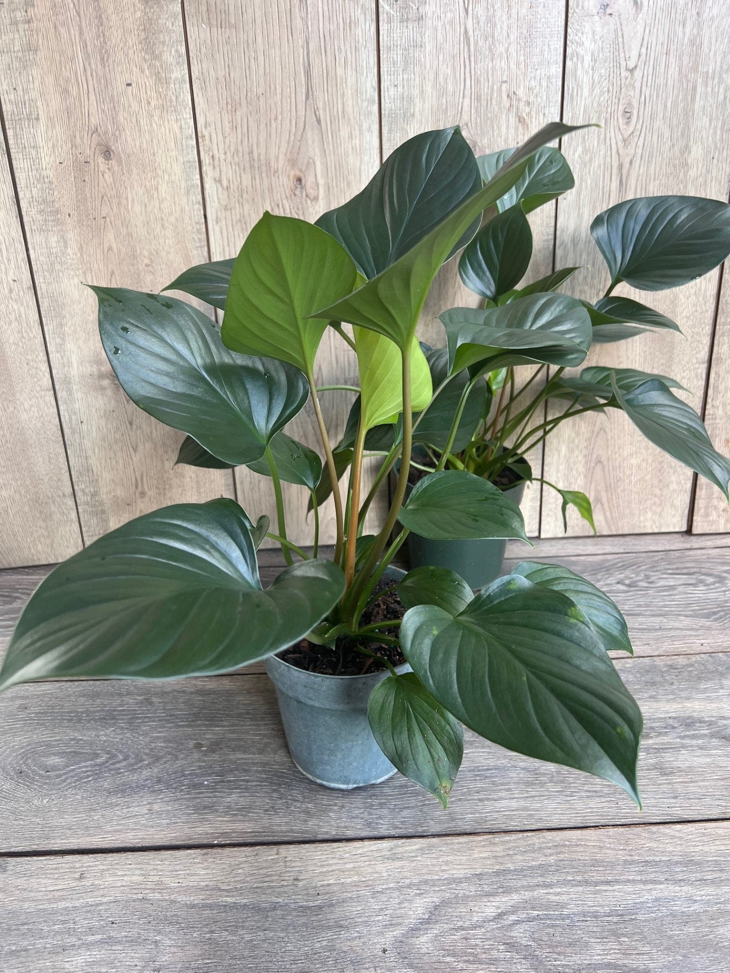 Homalomena Emerald Gem, in 6" iches pot, Hamalomena