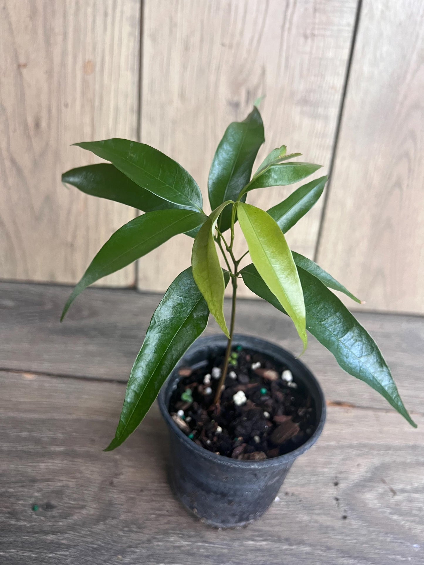 Sweetheart Lychee in 4" Pot