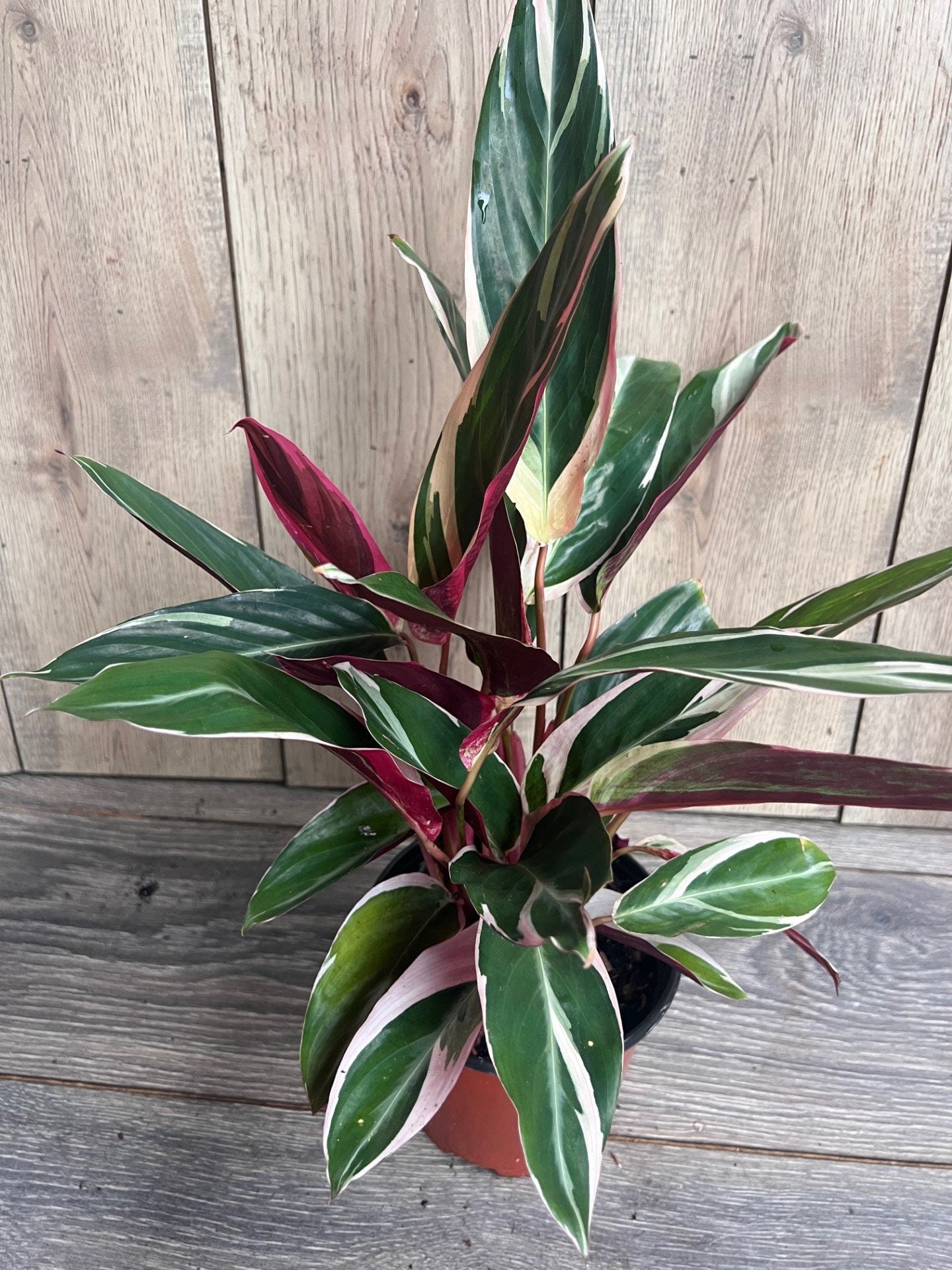 Calathea Stromanthe "TrioStar" Variegated in 6"pot, Prayer Plant