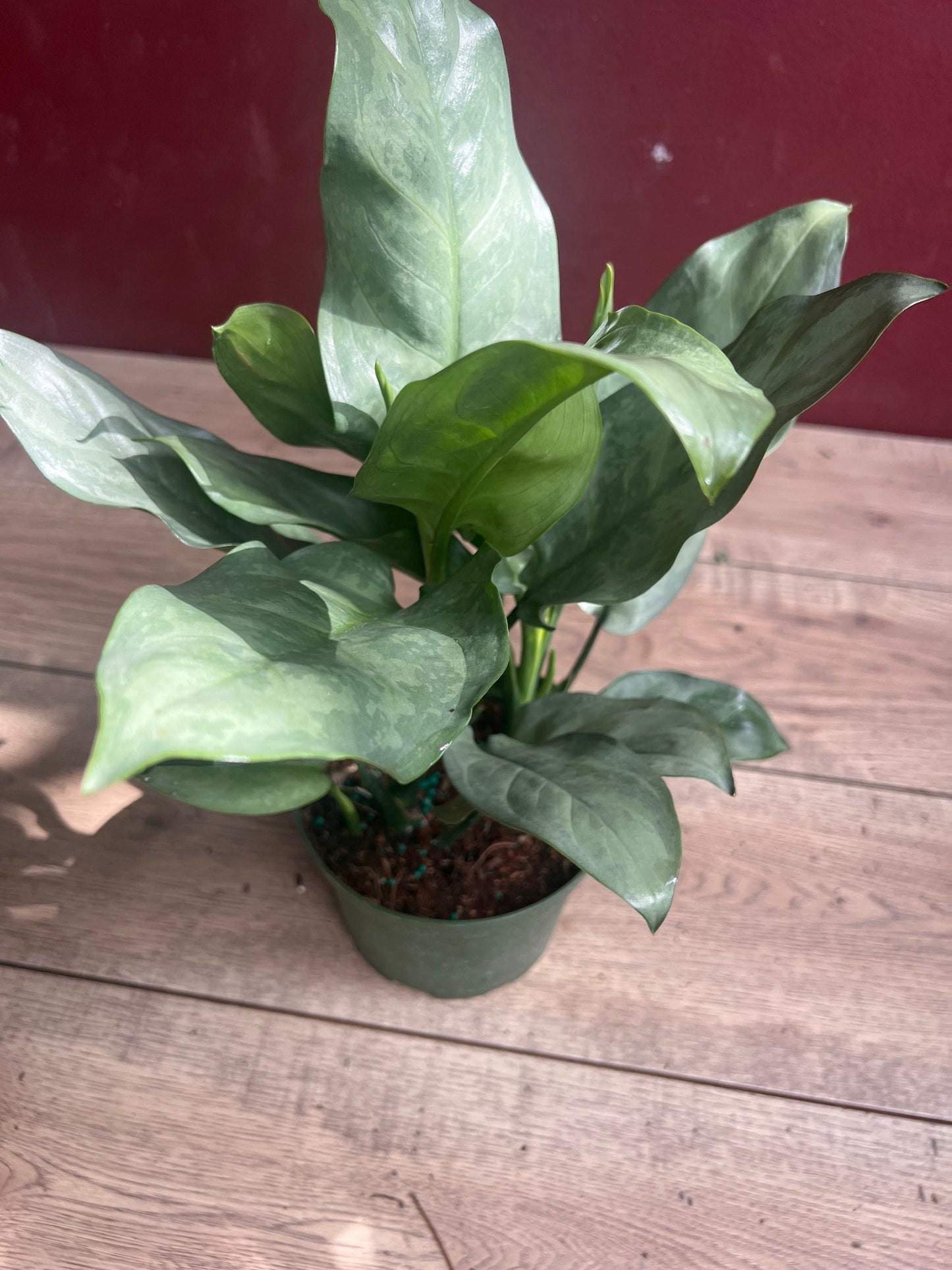 Aglaonema Gary Ghost, aglaonema ghost in 6"