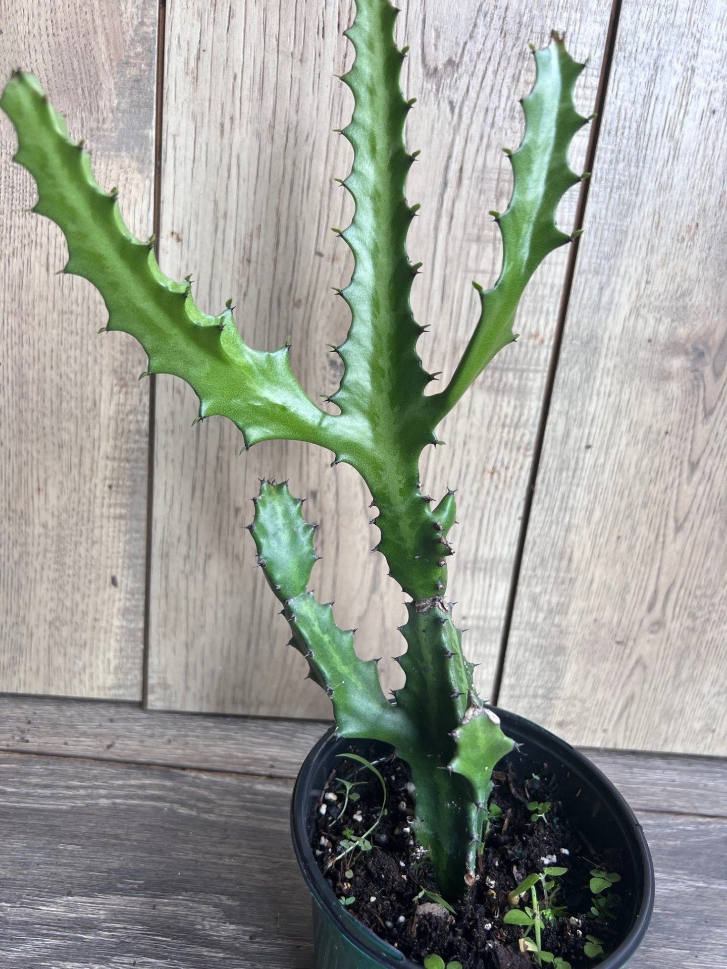 Euphorbia Lactea , Dragon Bone in 4" Pot, rare, cactus , succulent