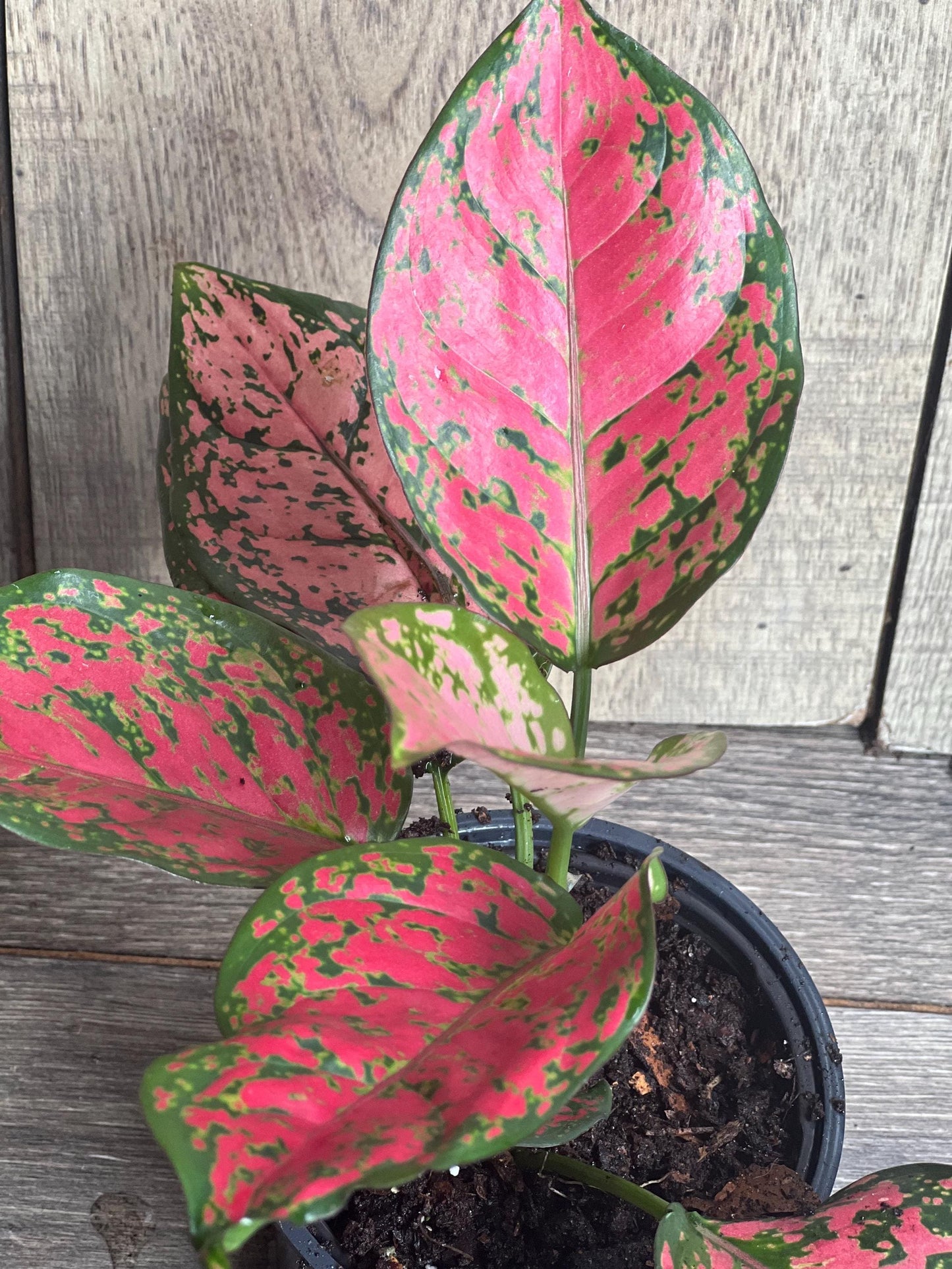 Aglaonema Wishes (Red Valentine) 4" Pot