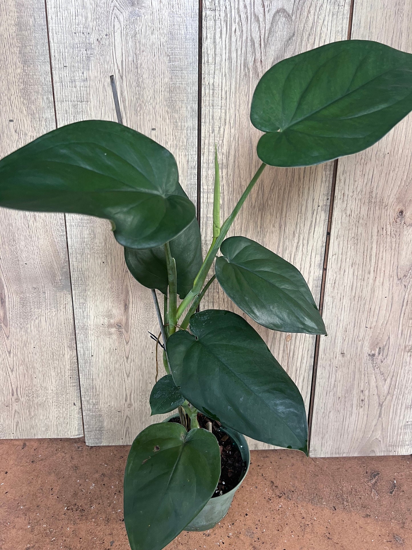 Syngonium chiapense in 6" Pot