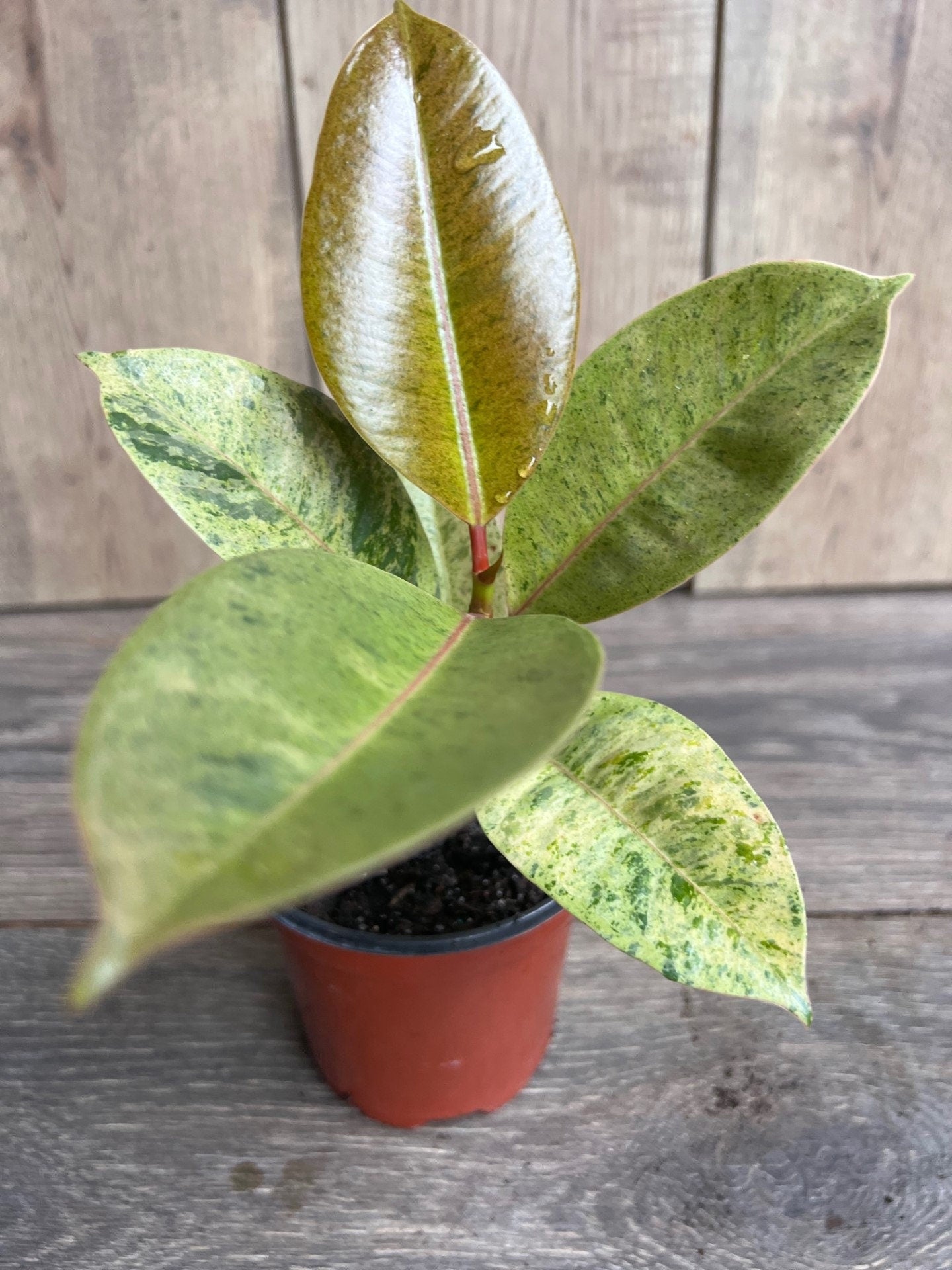 Ficus Shivereana Variegated in 4", Rare
