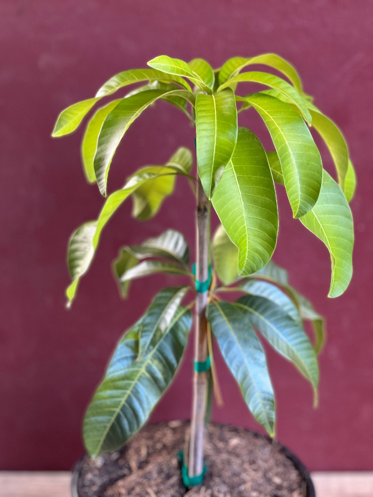 Karen Michelle Mango, grafted in 3 gallons pot, No Ship to CA and HI