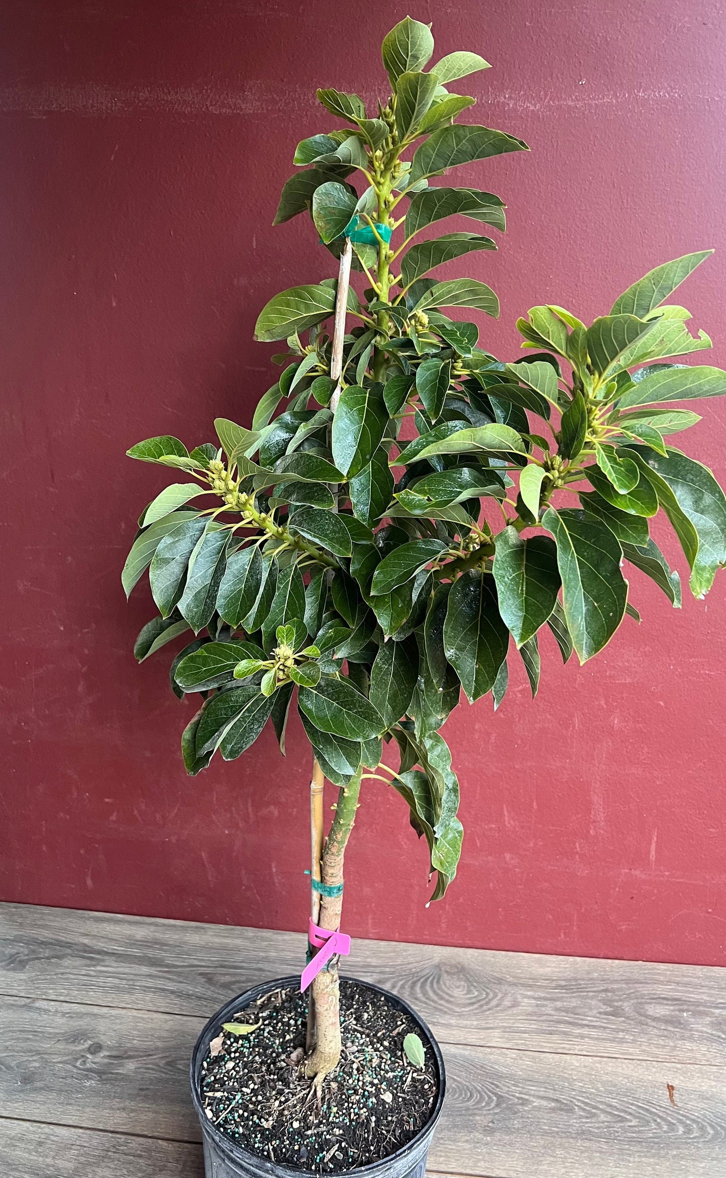 Avocado 'Choquette', Persia americana Tree , Grafted in 3 Gallon Pot, No Ship to HI