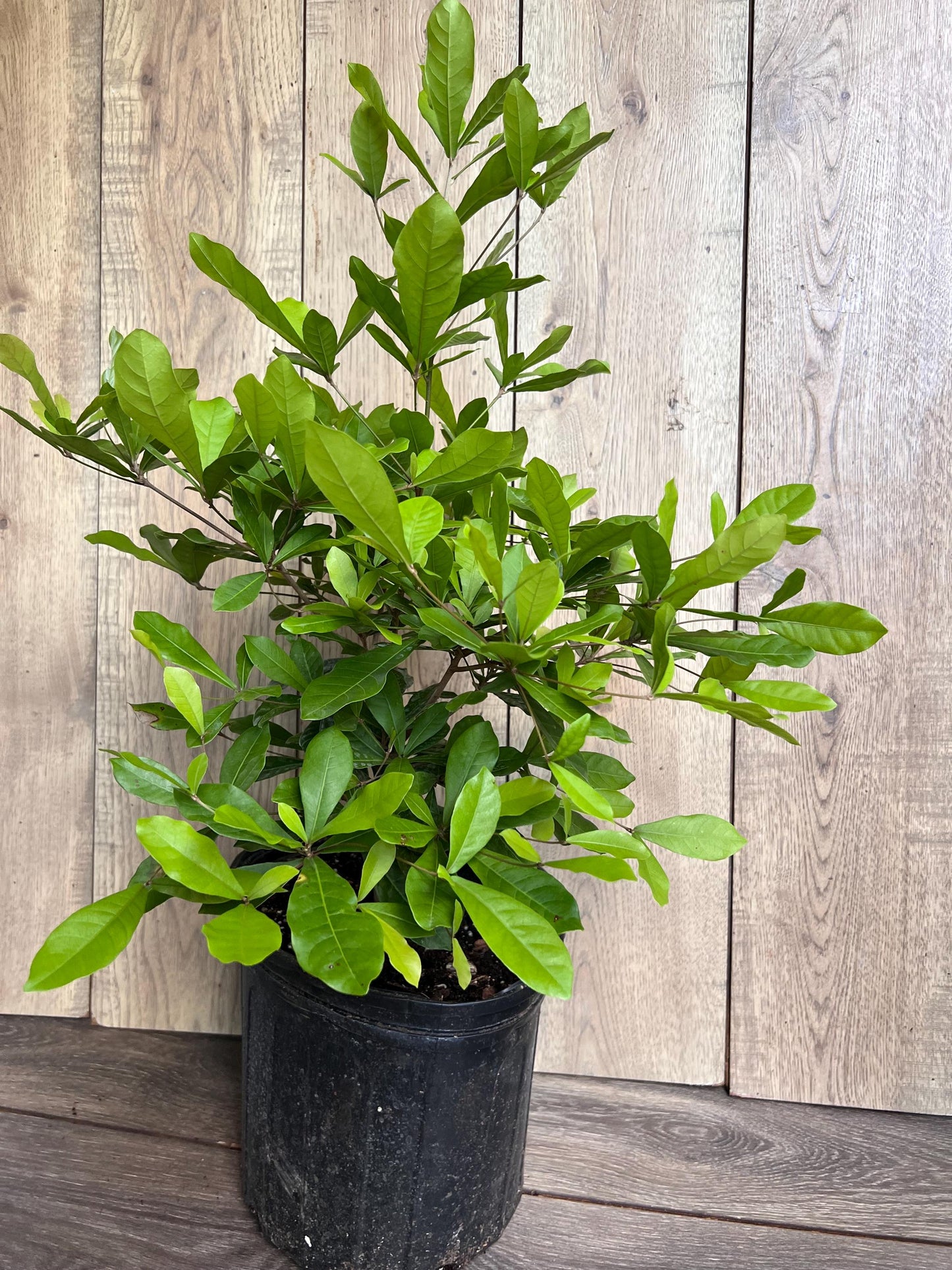 Miracle Fruit tree in 3 Gallon pot, Synsepalum dulcificum