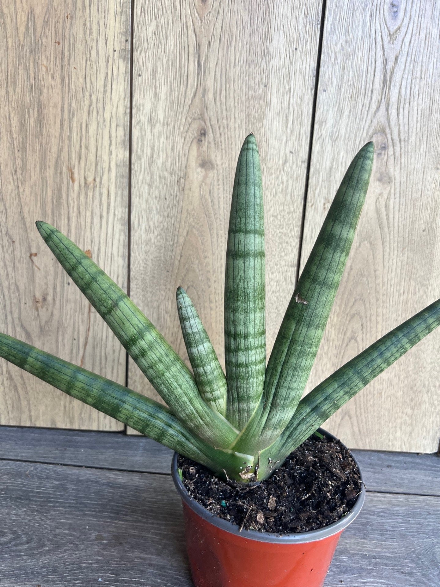 Sansevieria Starfish in 6" pot, Bonzel