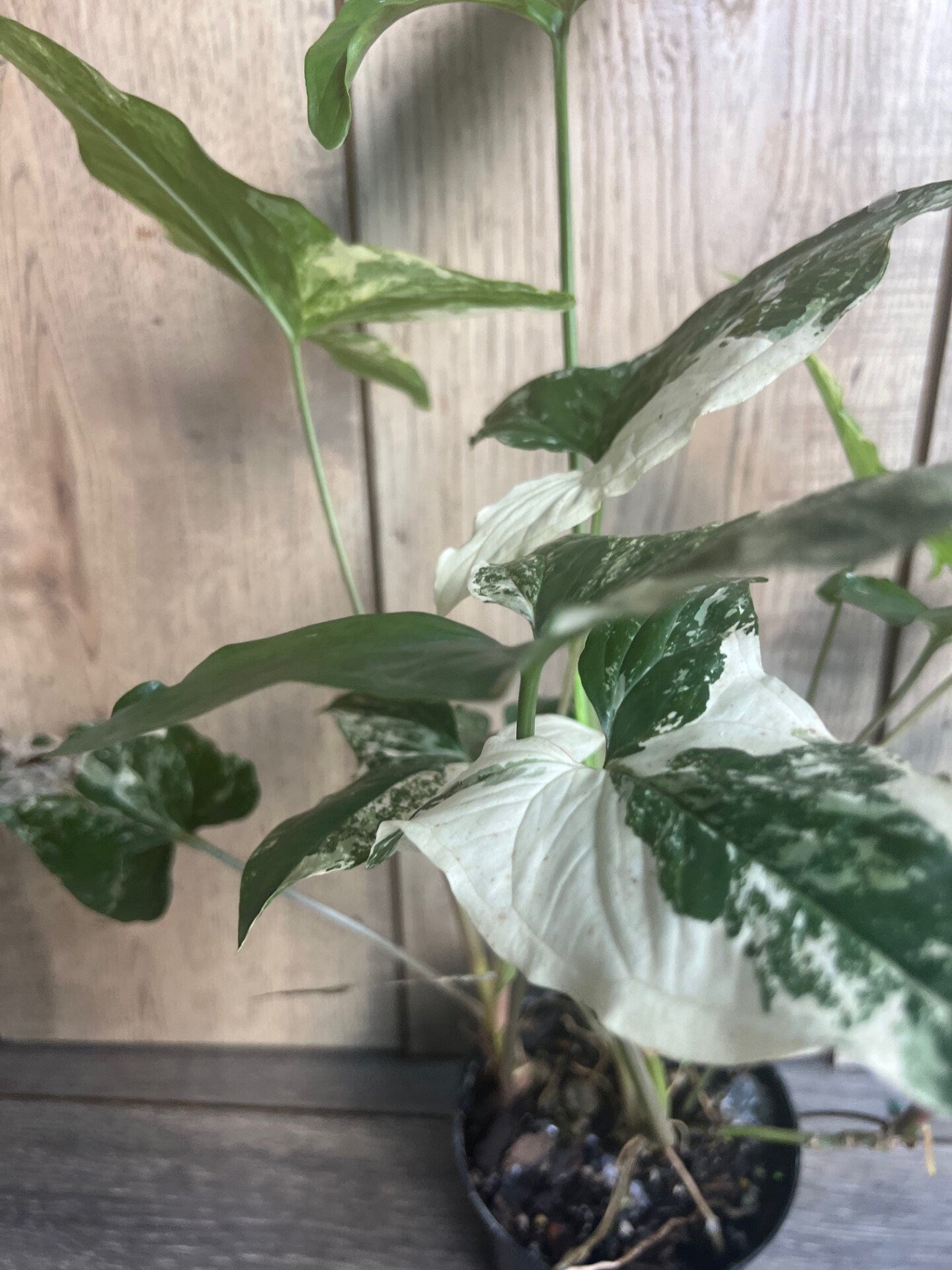 Syngonium Podophyllum Albo-Variegatum in 4" Pot
