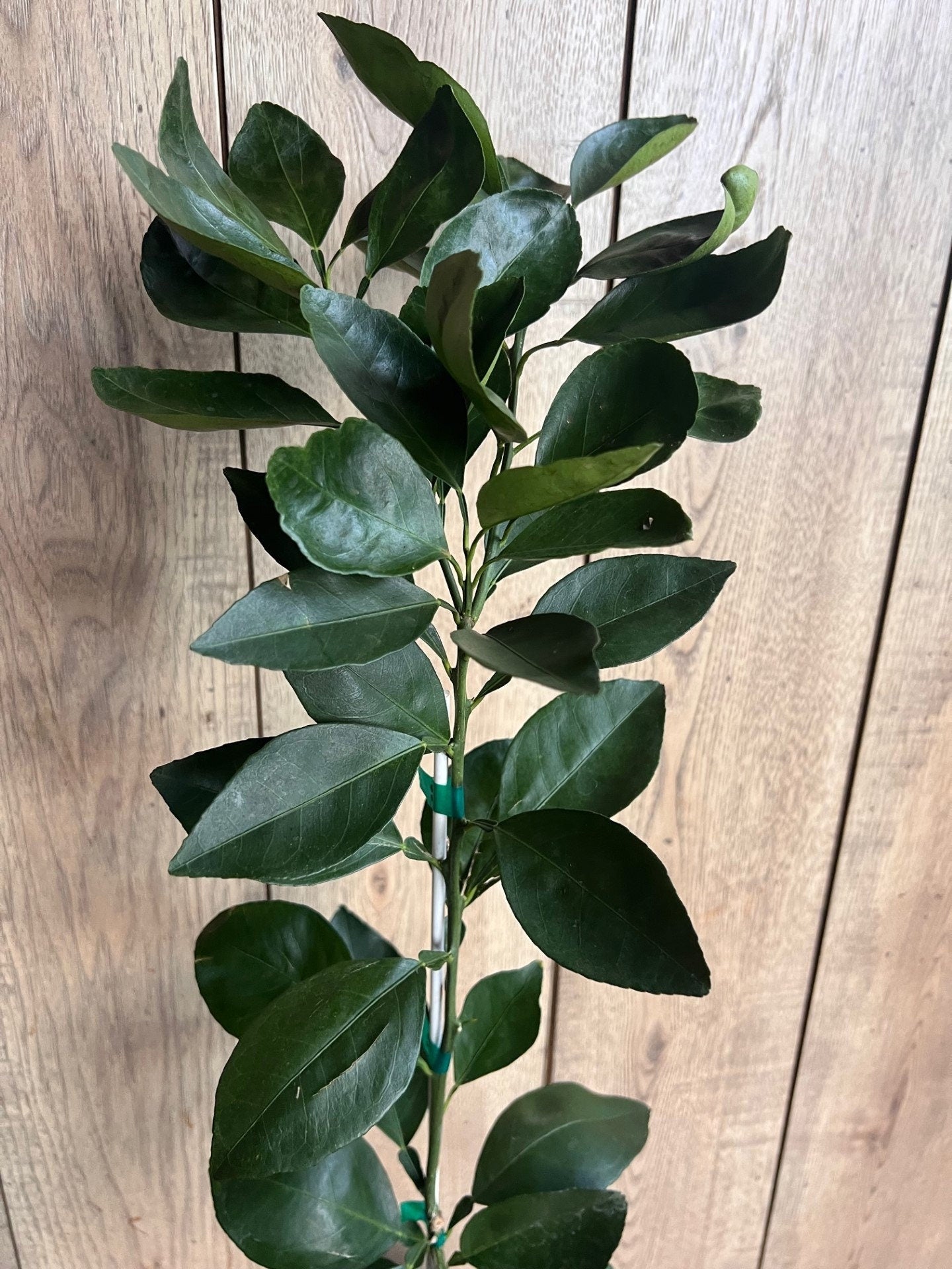 Shiranui Dekopon Mandarin Orange tree in Half Gallon Pot, Shiranui, Tangerine GRAFTED, Florida Shipping Only