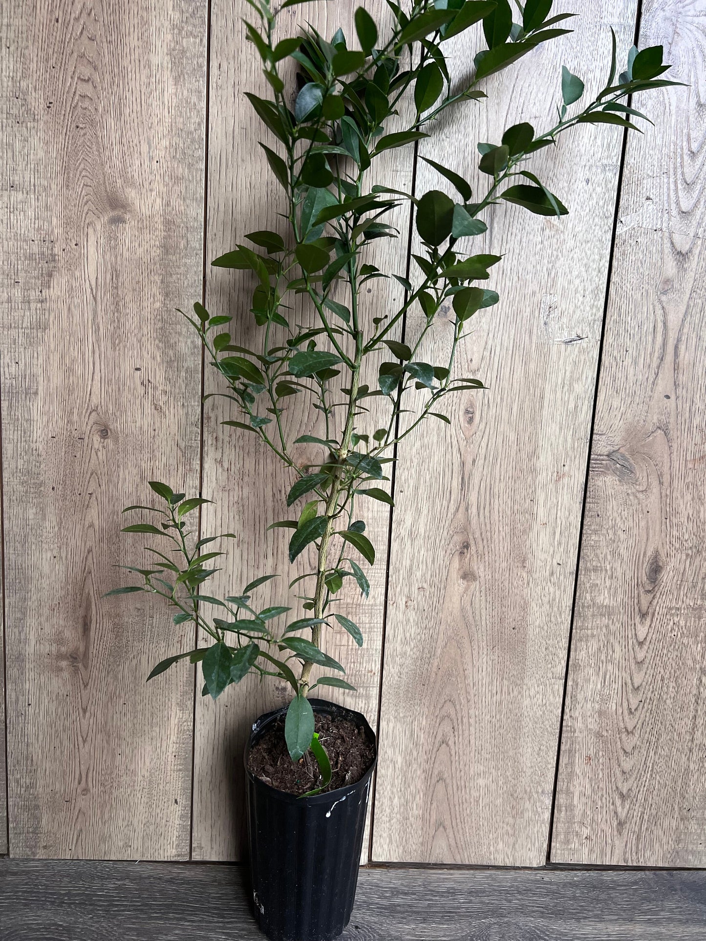 Key Lime Tree in half Gallon Pot, Grafted, Florida Shipping Only