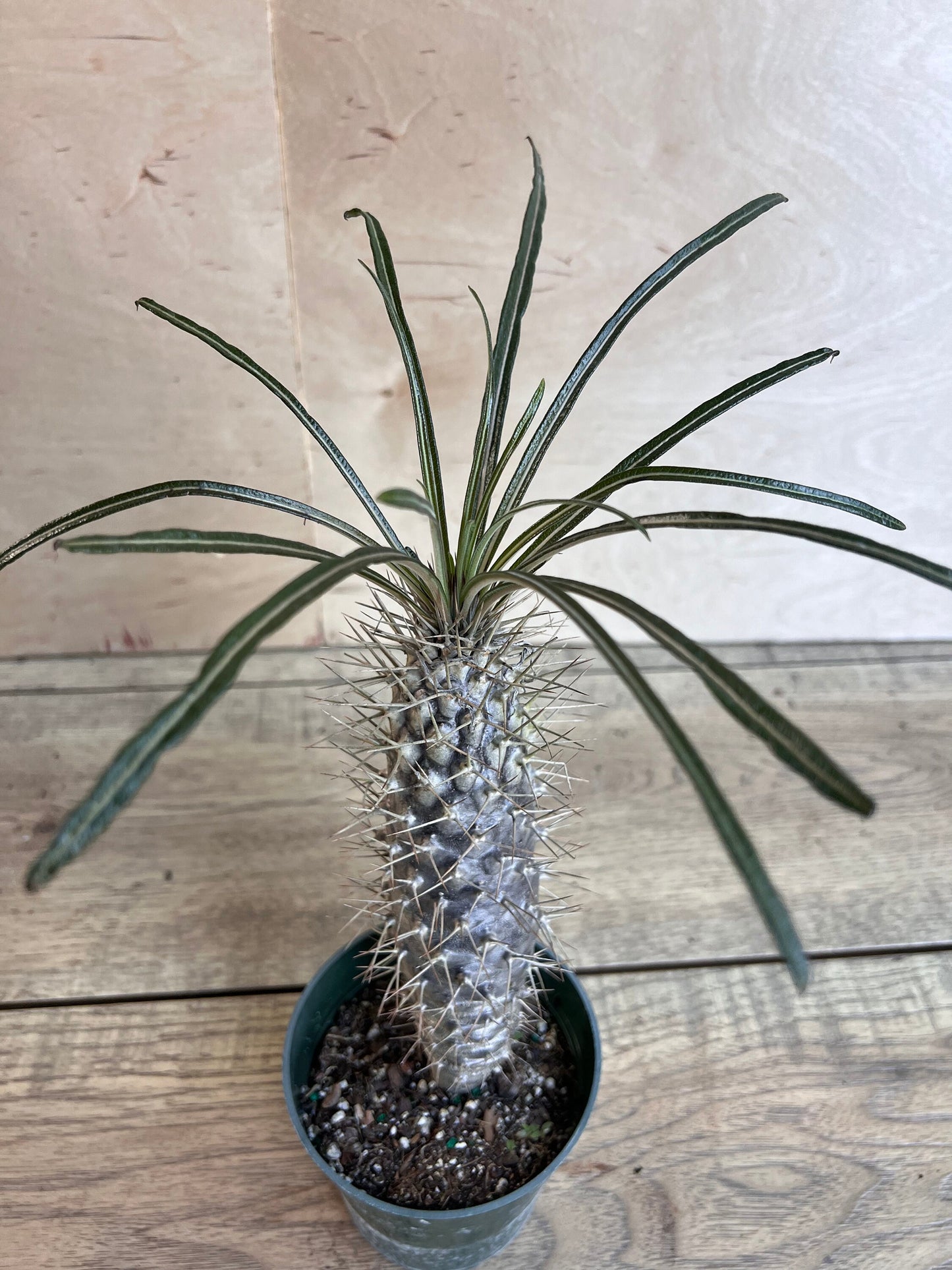 Madagascar Palm Tree in 4" Pot Lamerei Plant, Succulent