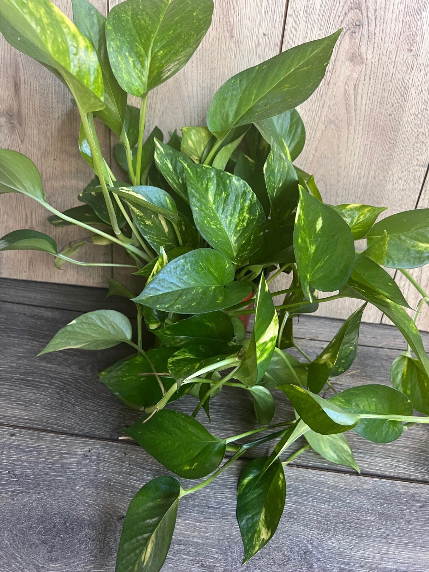 Golden Pothos in 6" Pot. Air purifying,, Live, Air purifyingHouse plant, Devil's Ivy Epipremnum Aureum