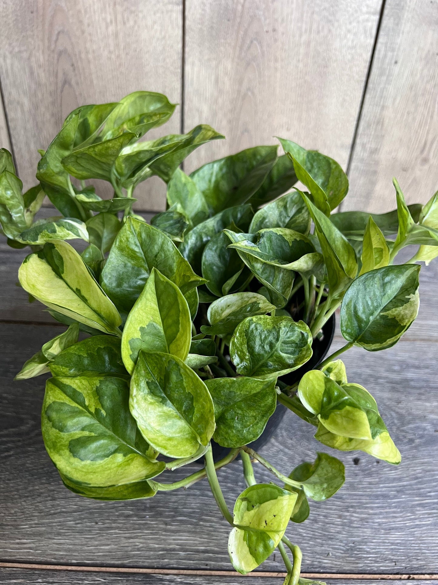 Epipremnum Lemon Meringue in 6" Pot, Lemon Meringue Pothos